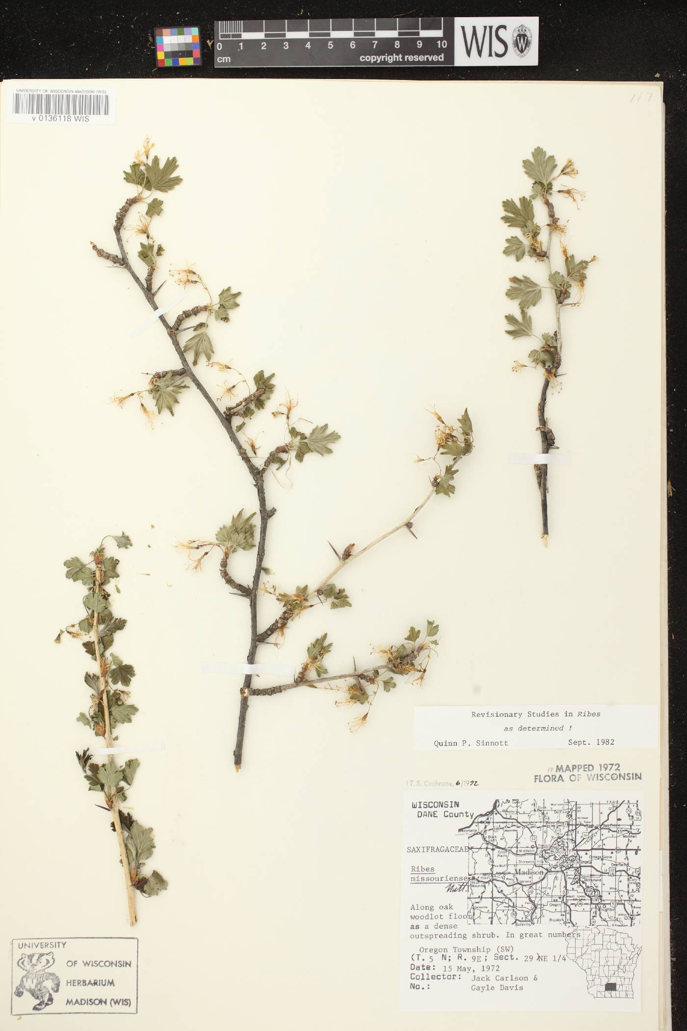 Ribes missouriense image