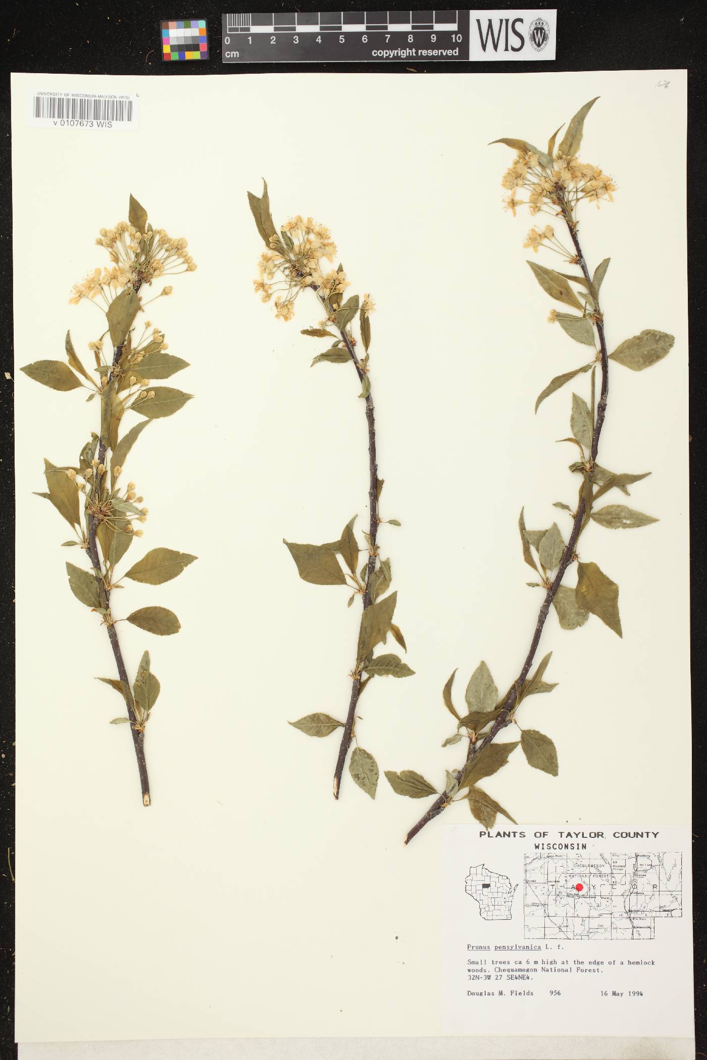 Prunus pensylvanica image