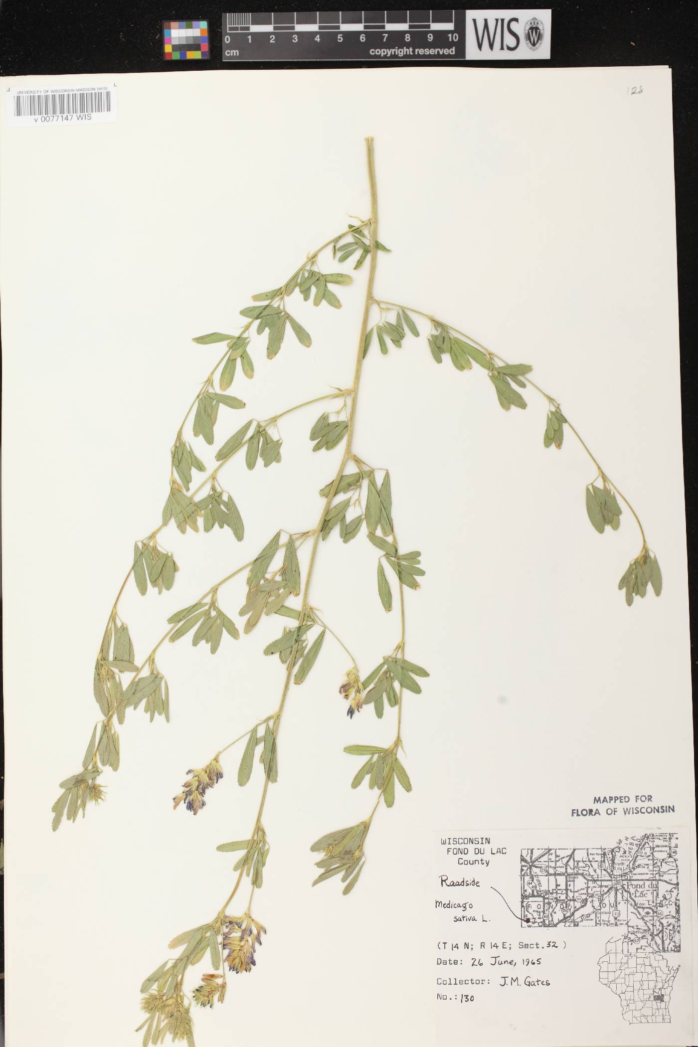 Medicago sativa image
