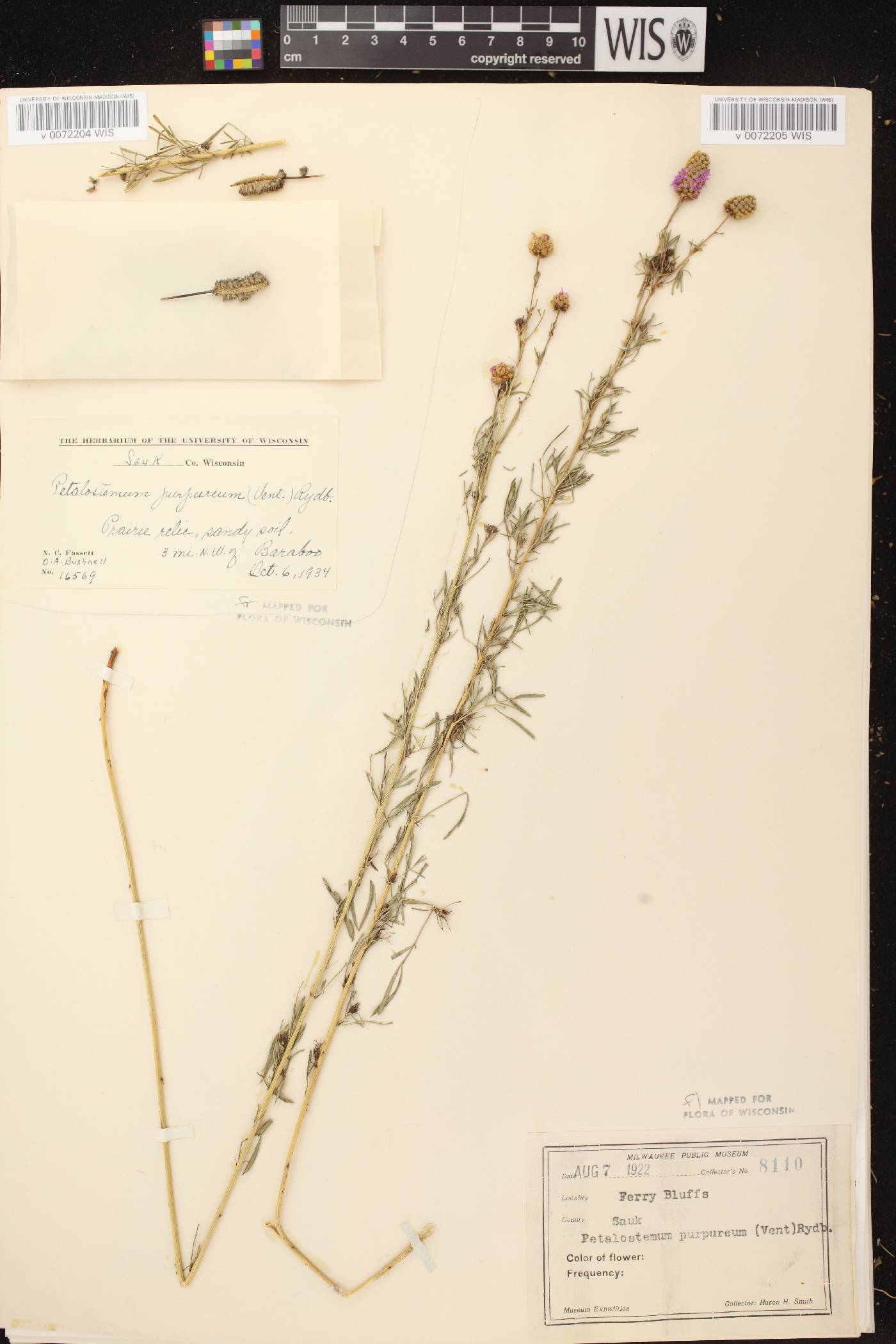 Dalea purpurea var. purpurea image
