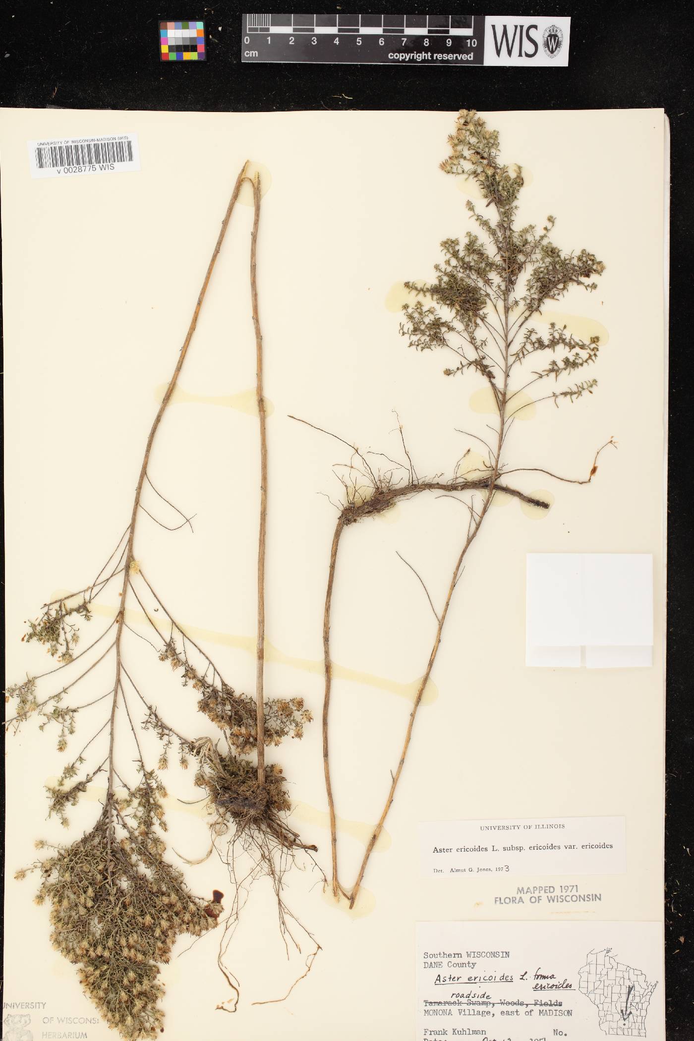 Symphyotrichum ericoides var. ericoides image