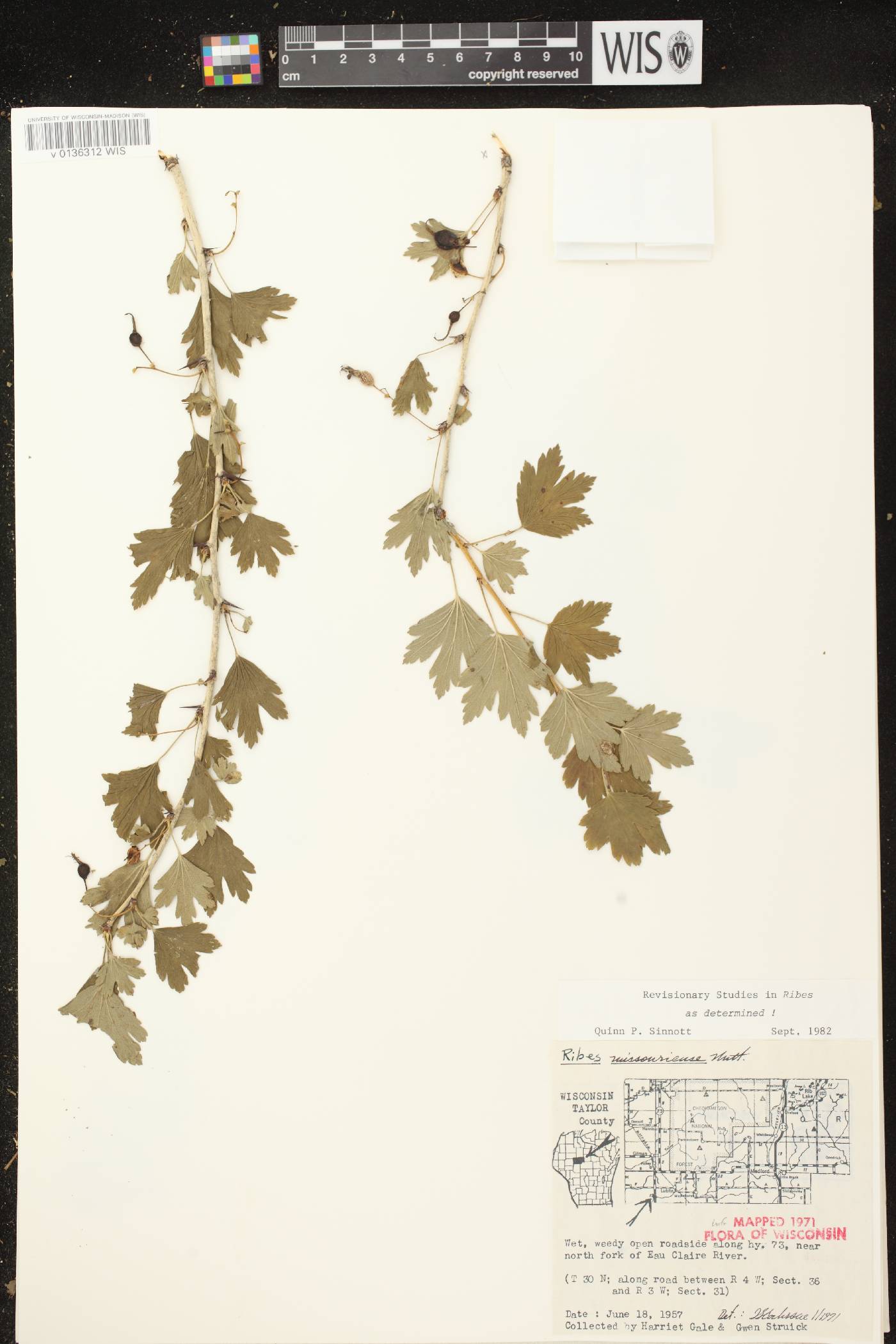 Ribes missouriense image