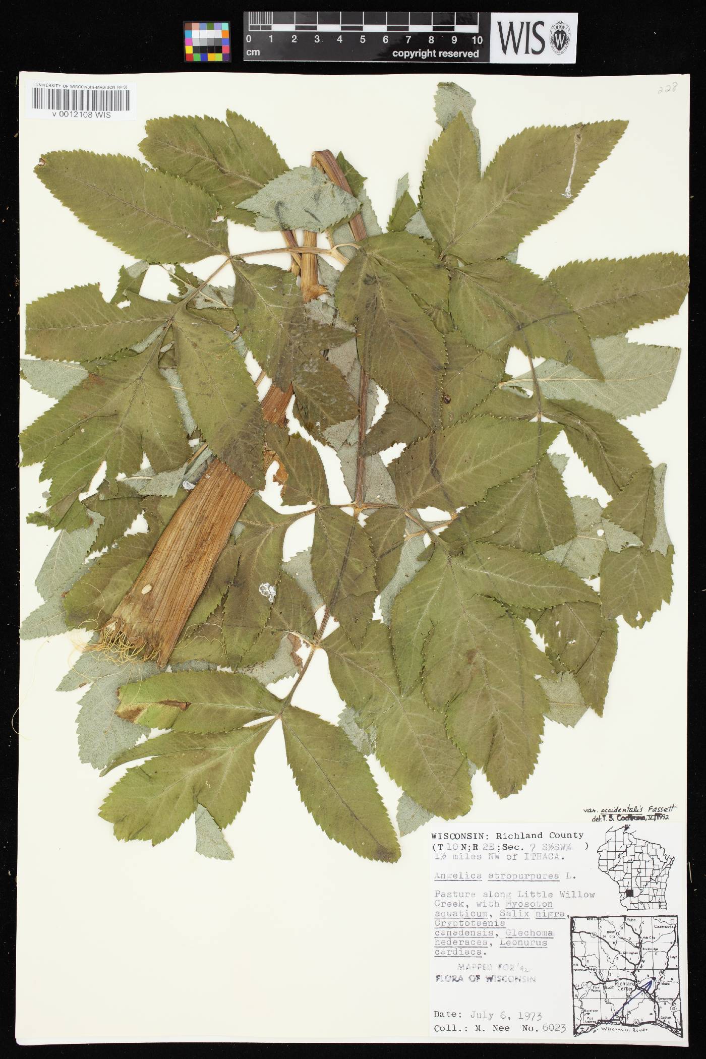 Angelica atropurpurea var. occidentalis image