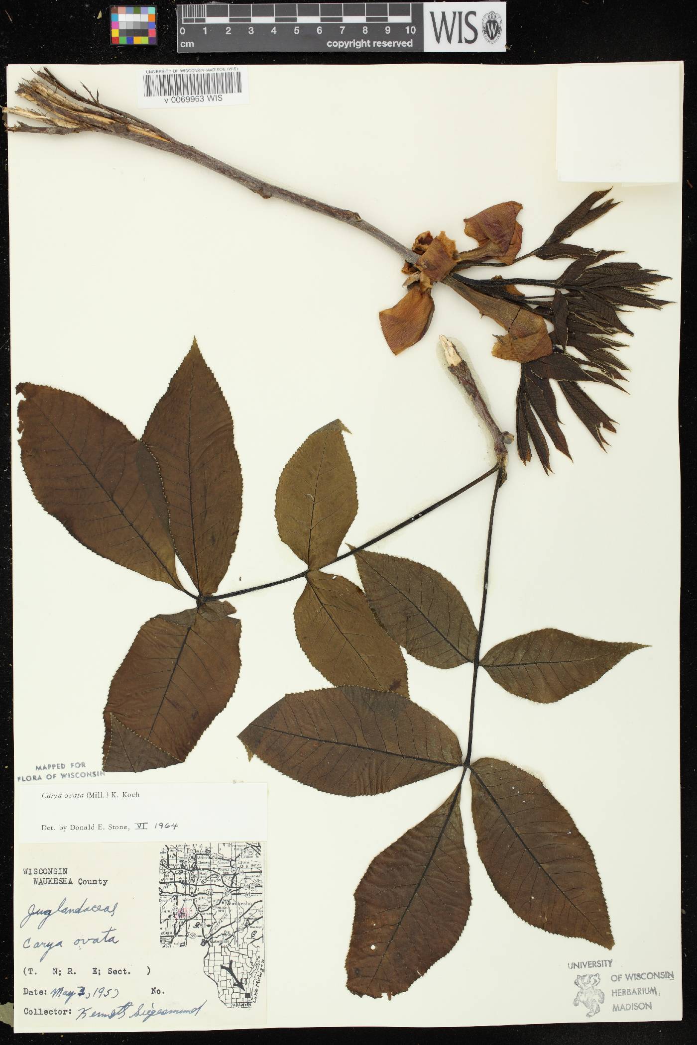 Carya ovata image