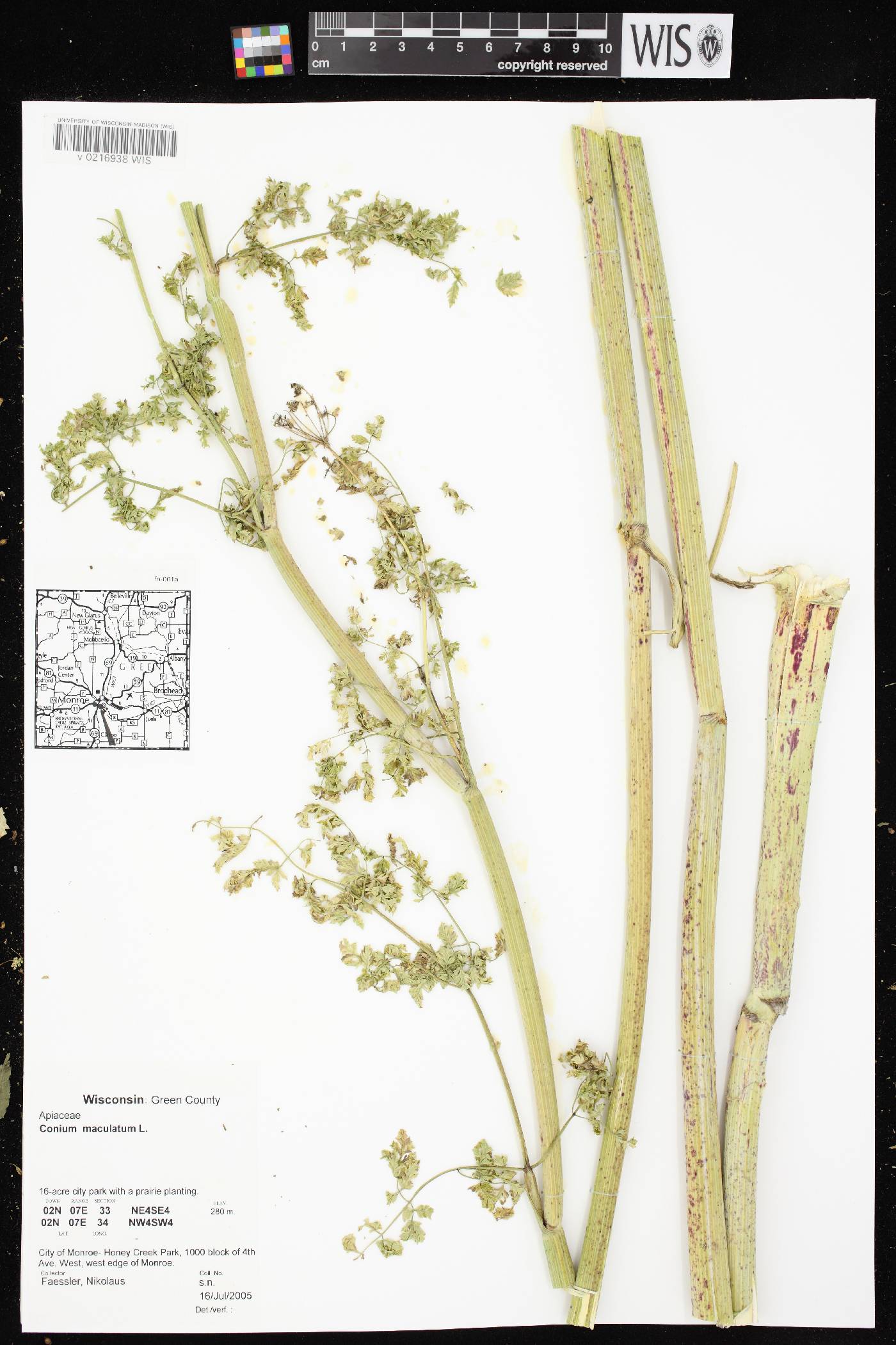 Conium maculatum image