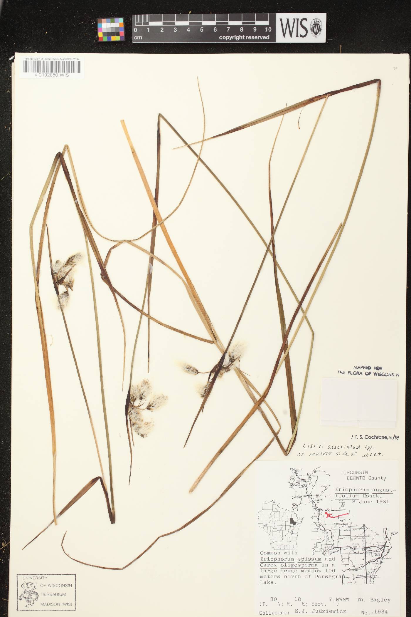 Eriophorum angustifolium subsp. angustifolium image