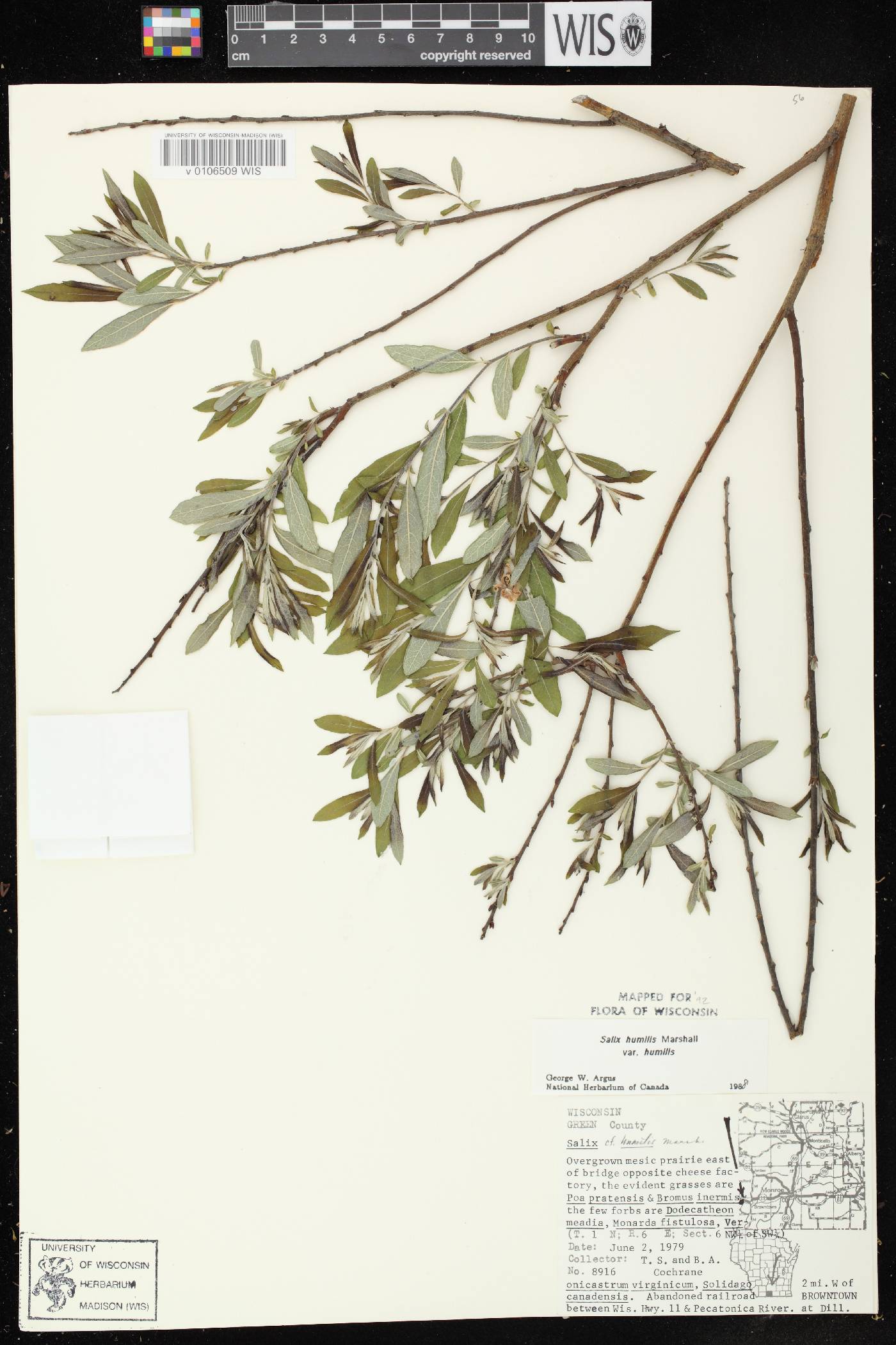 Salix humilis var. humilis image