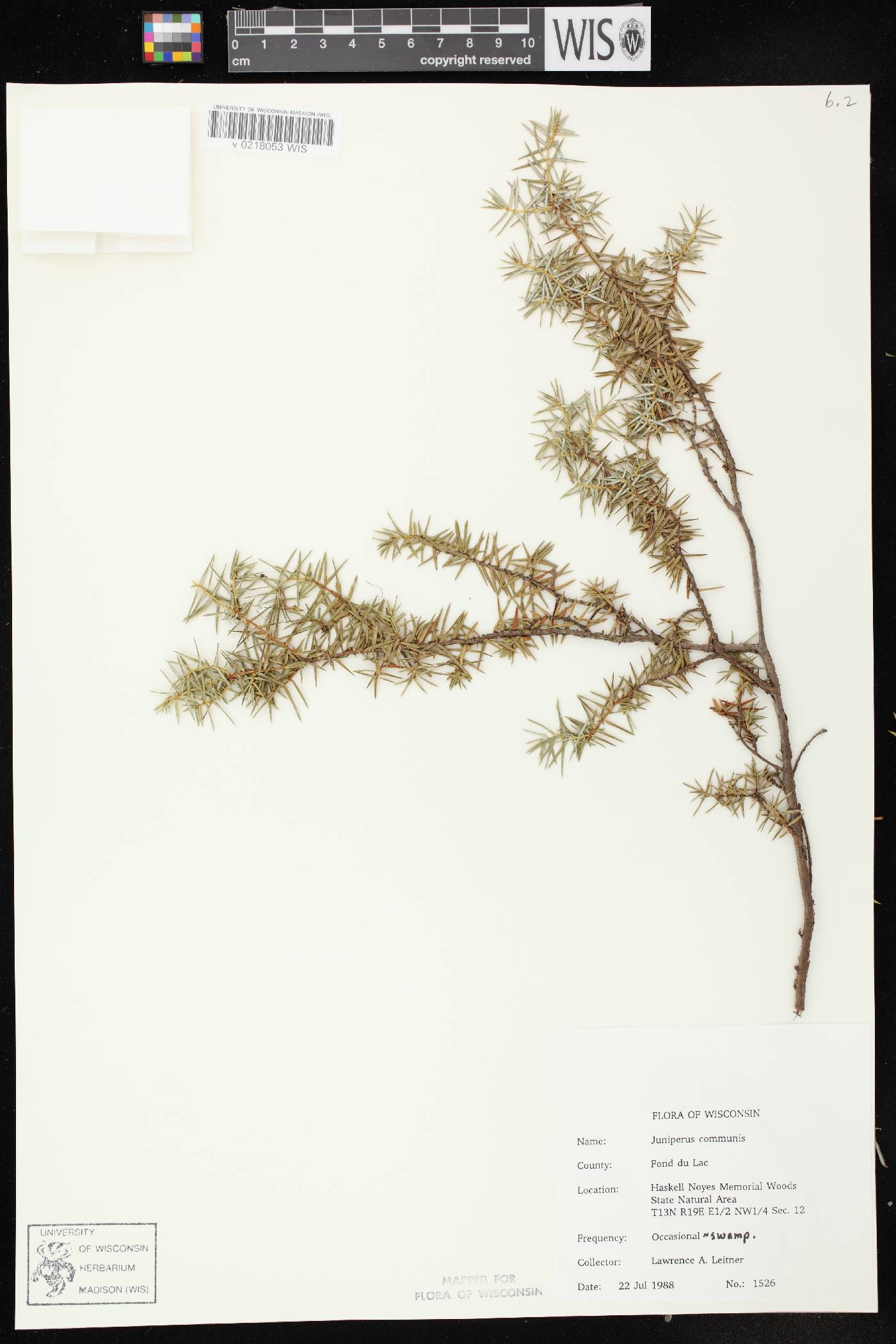 Juniperus communis image