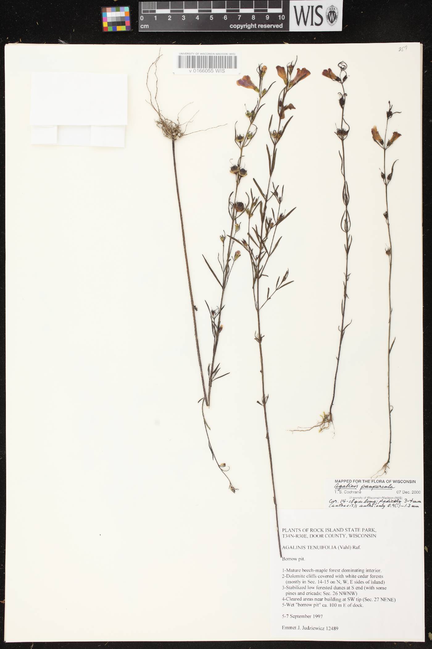 Agalinis paupercula image