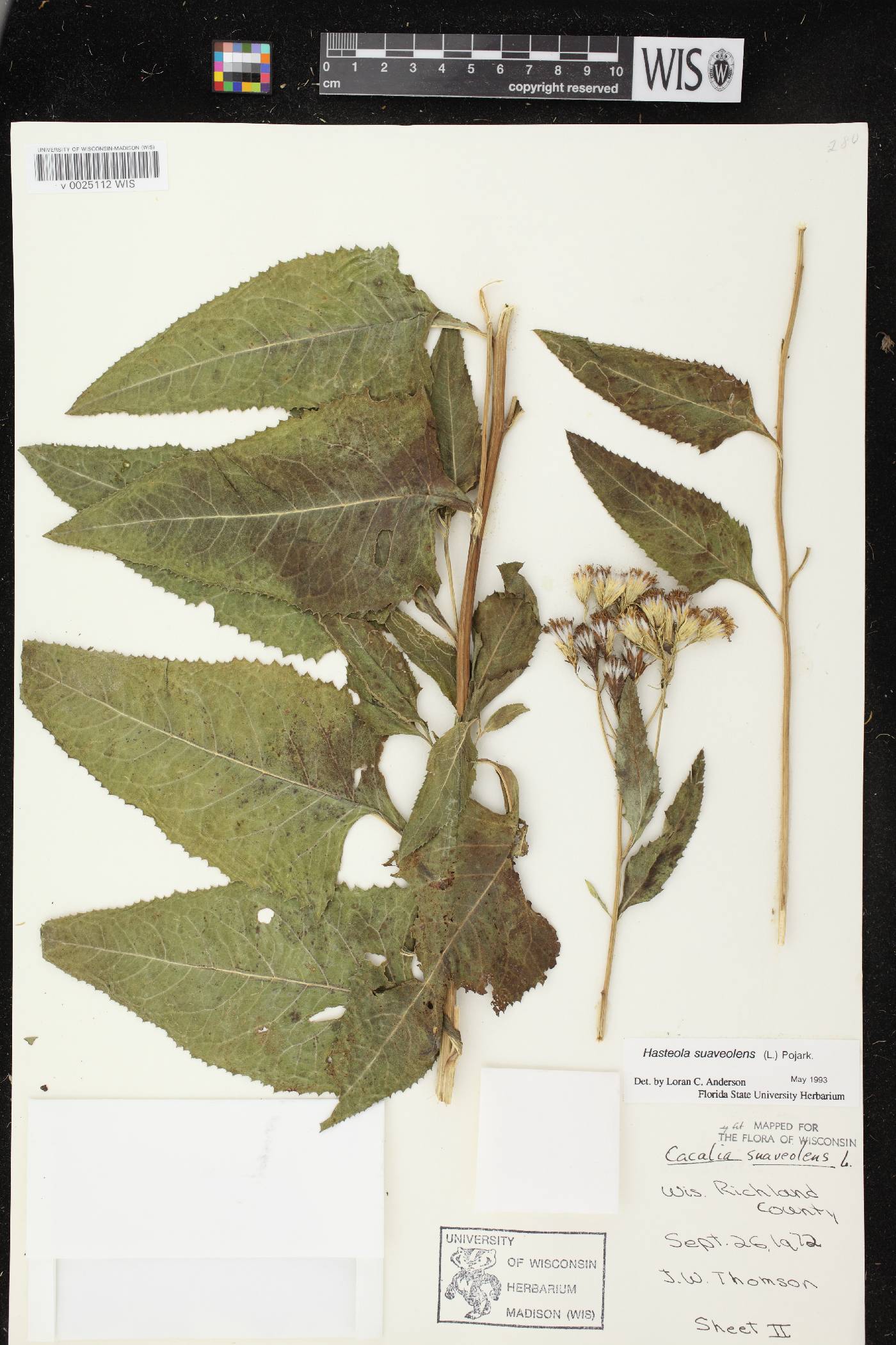 Hasteola suaveolens image