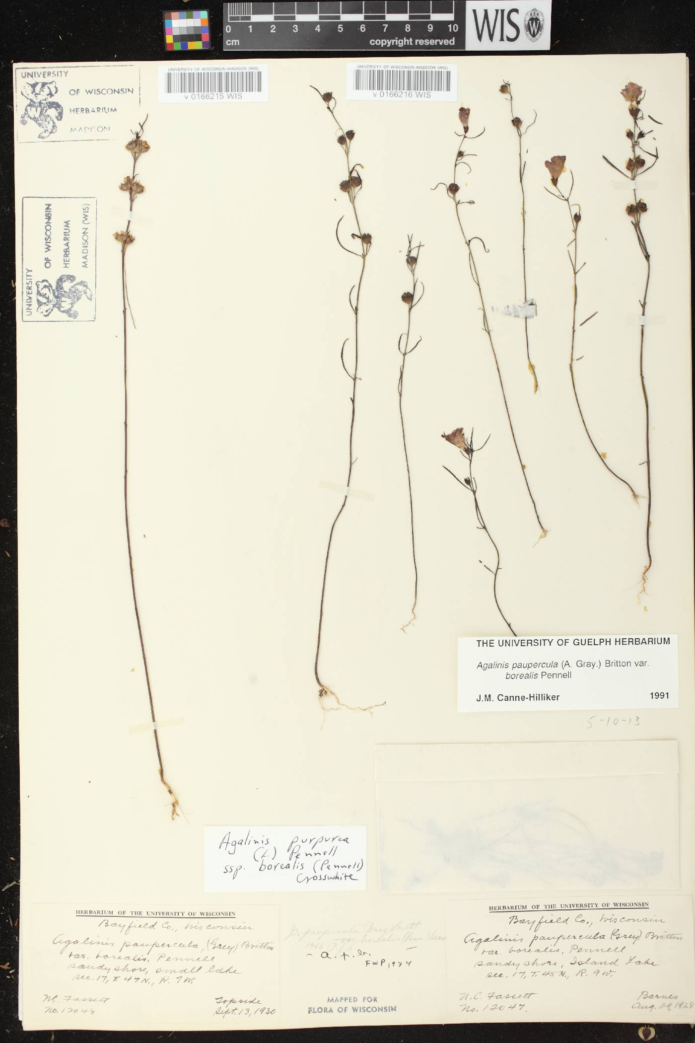 Agalinis paupercula var. borealis image