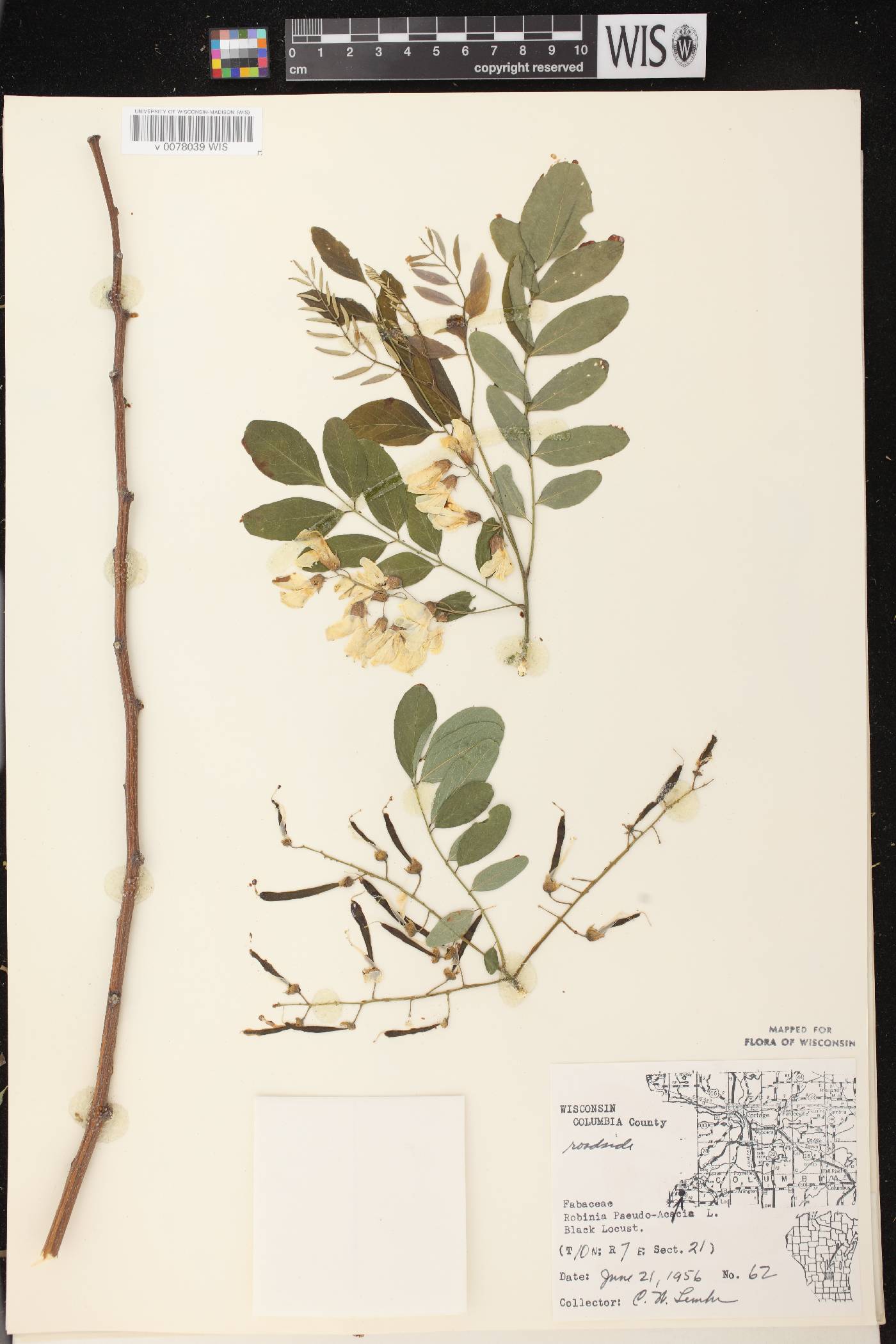 Robinia pseudoacacia image