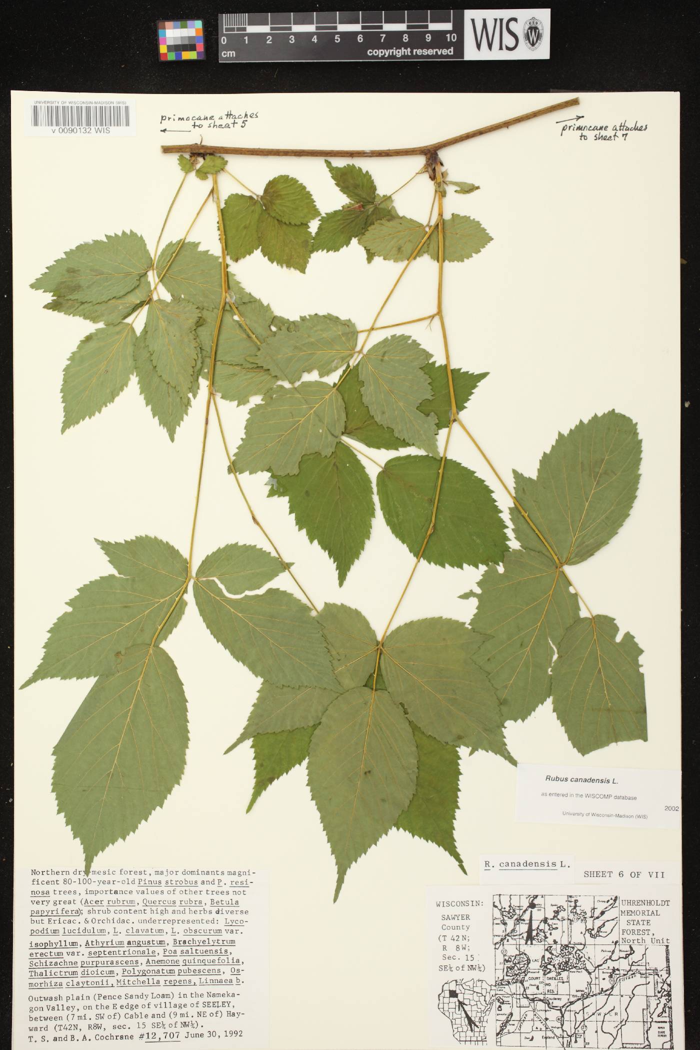 Rubus canadensis image