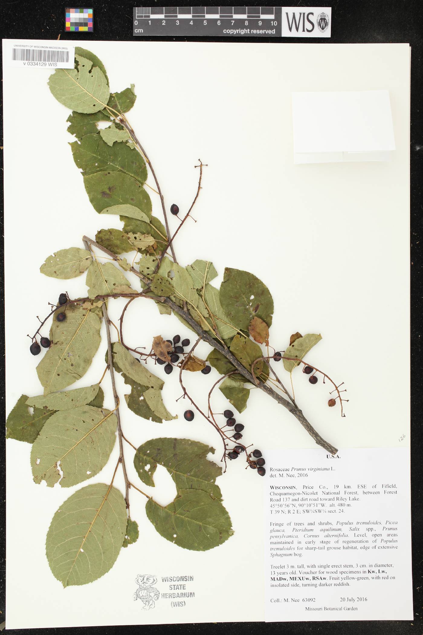 Prunus virginiana image