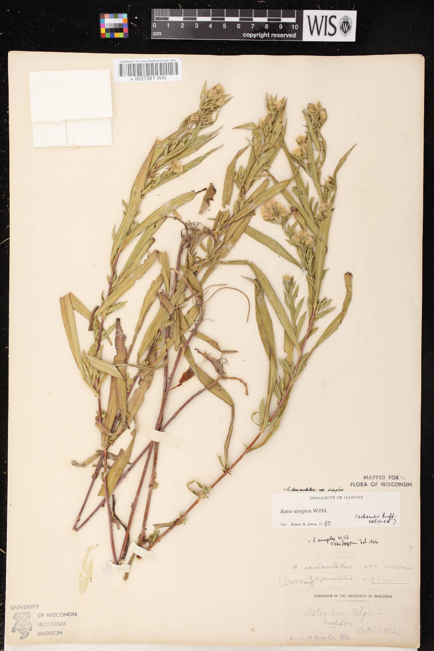 Symphyotrichum lanceolatum var. lanceolatum image