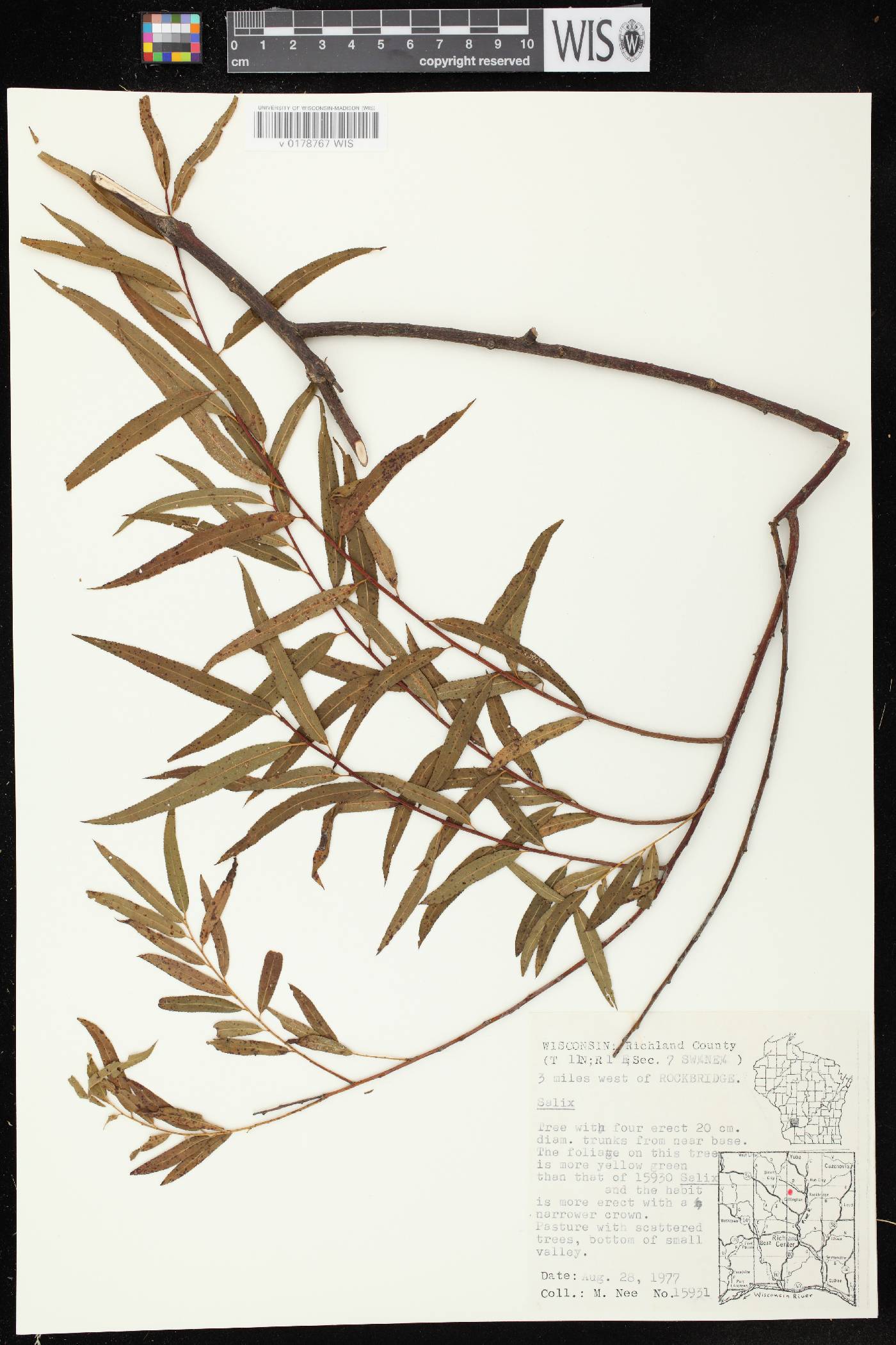 Salix nigra image
