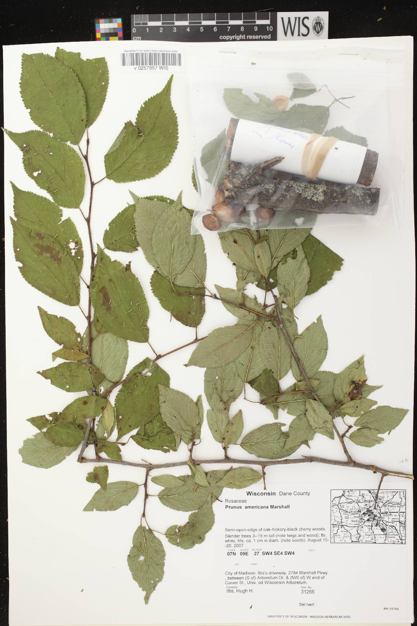 Prunus americana image