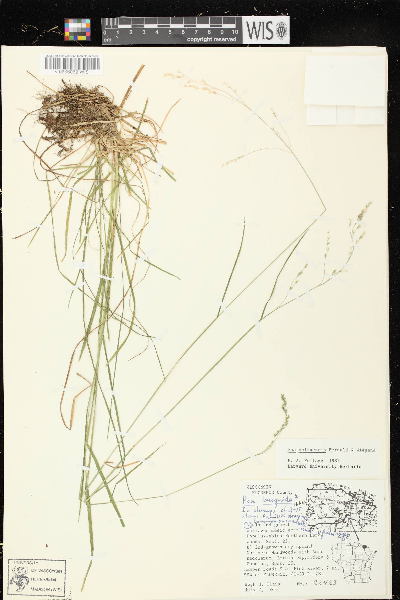 Poa saltuensis image