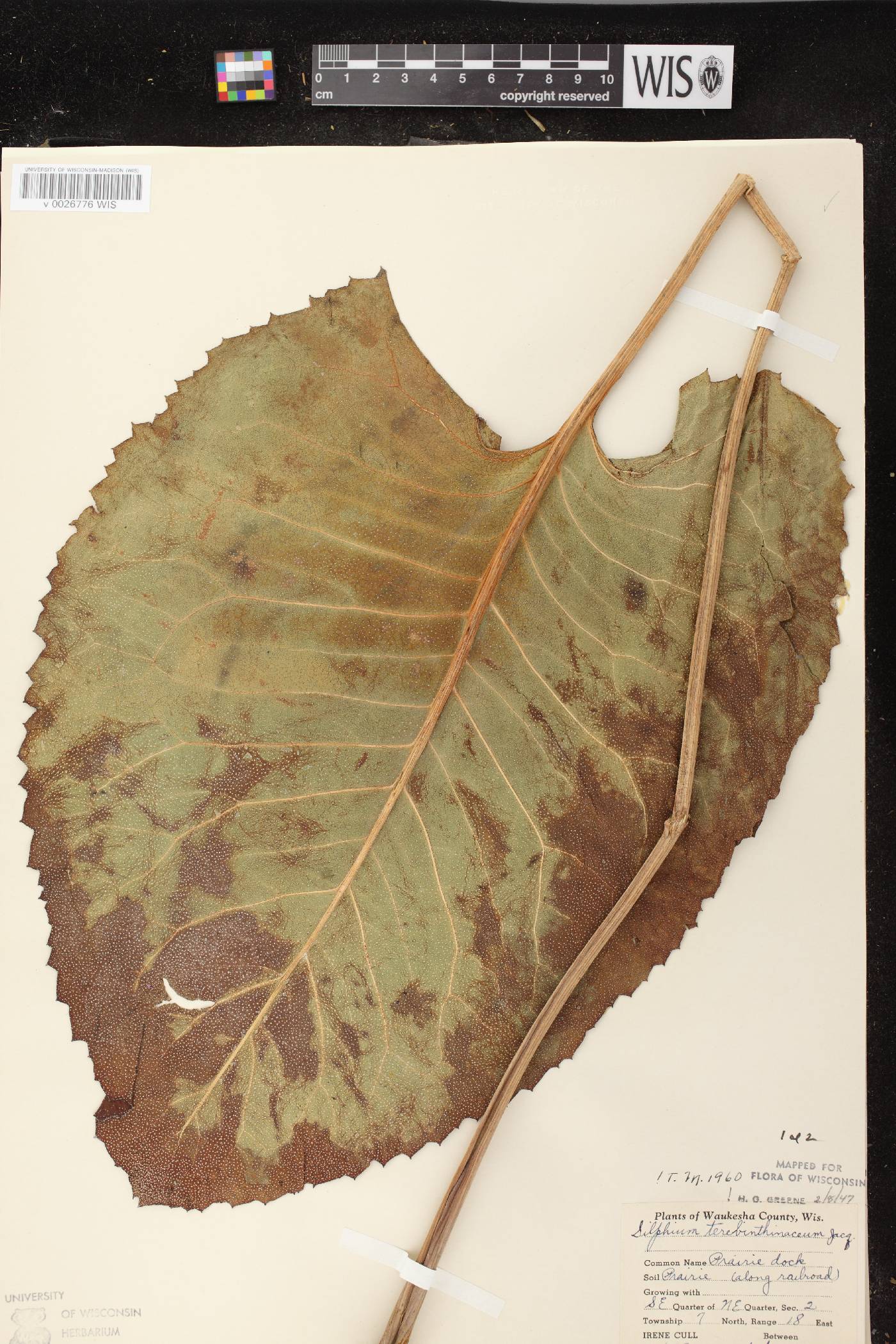 Silphium terebinthinaceum var. terebinthinaceum image