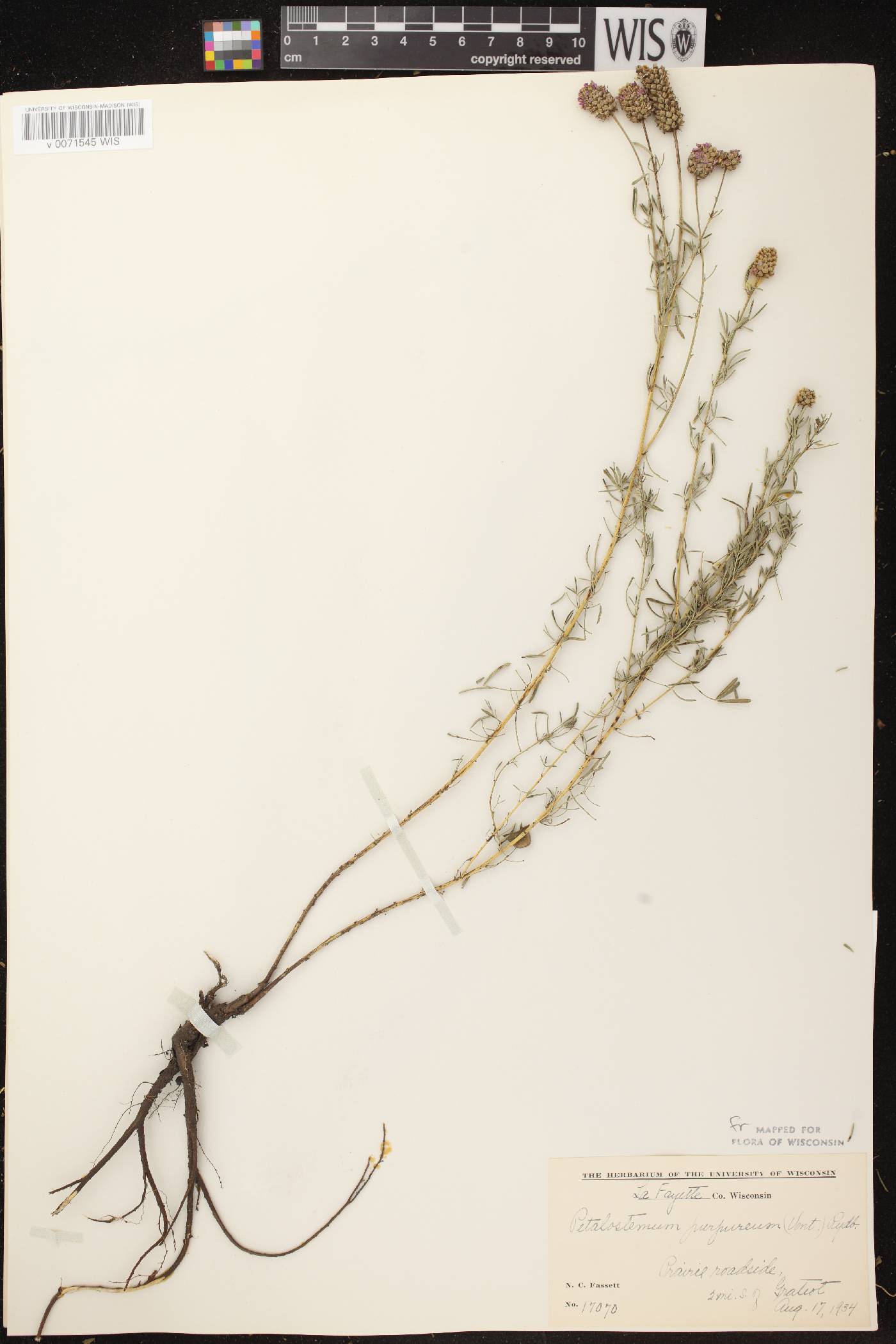 Dalea purpurea var. purpurea image