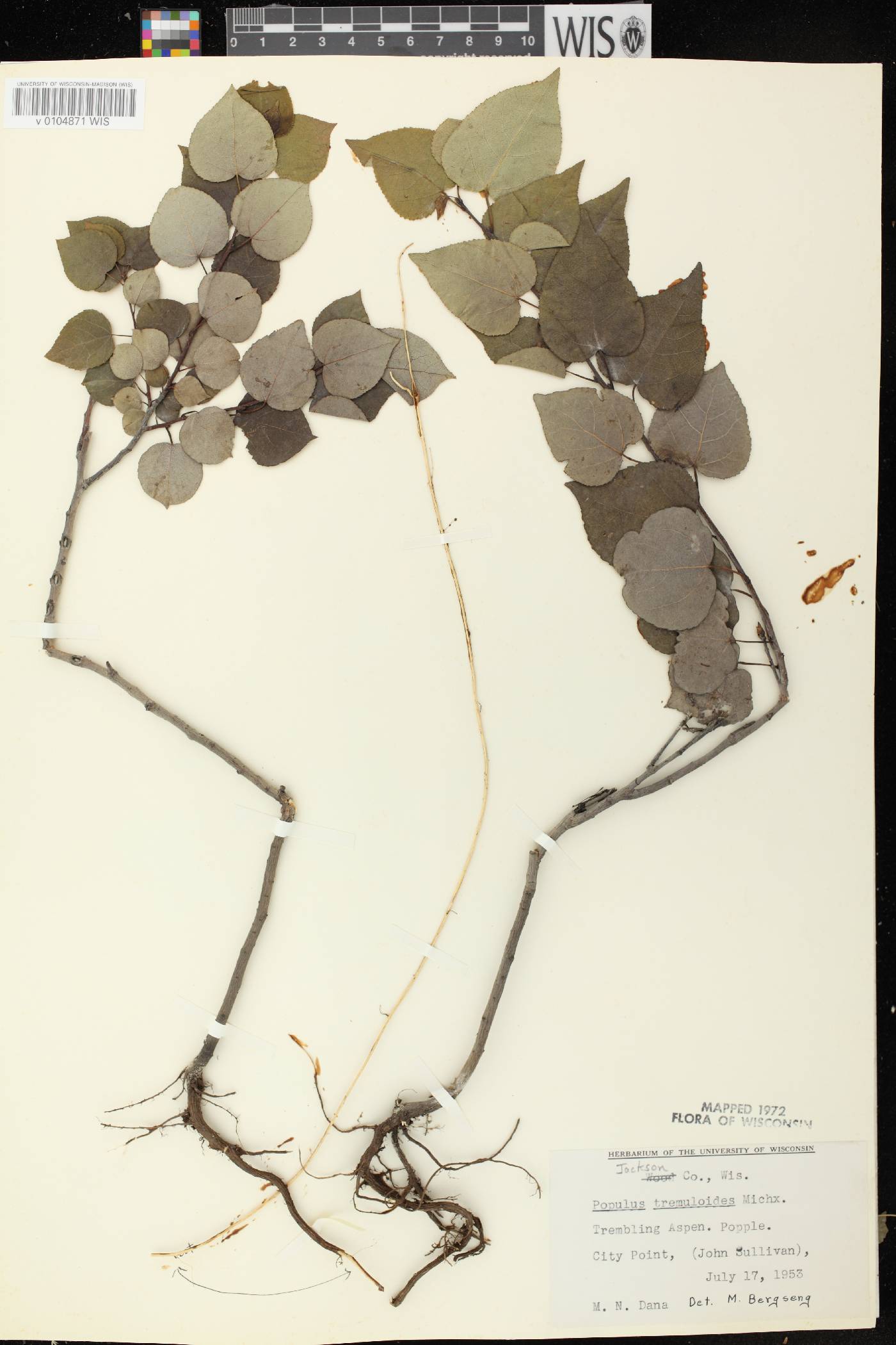Populus tremuloides image