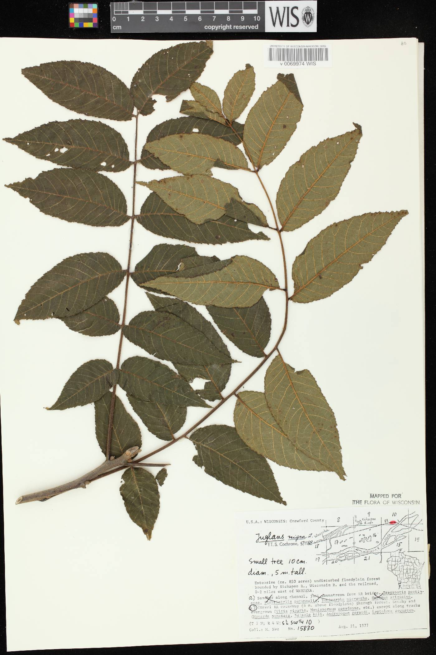 Juglans nigra image