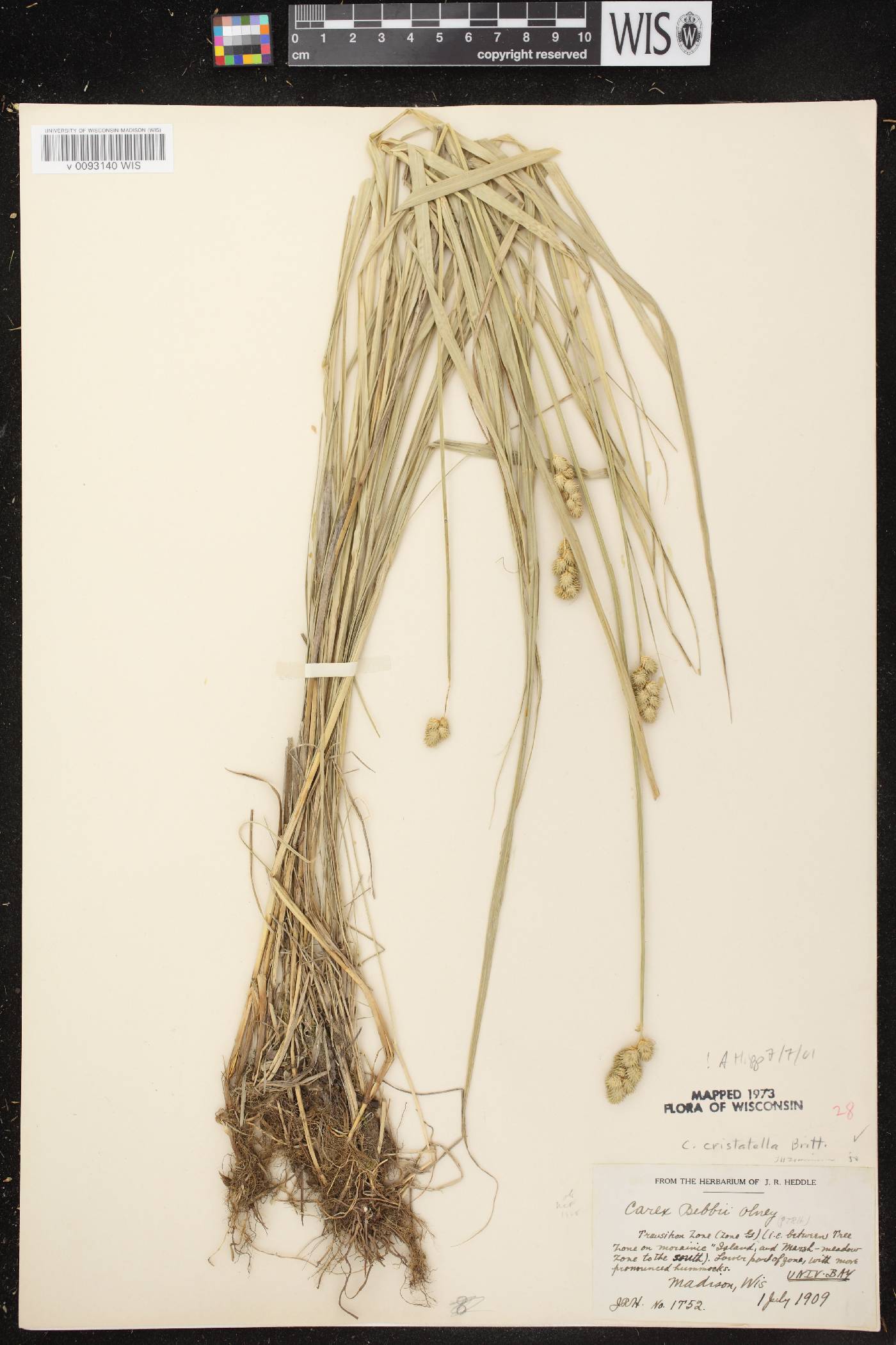 Carex cristatella image