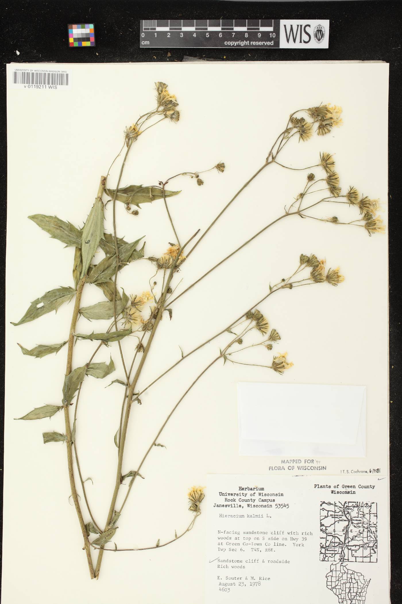 Hieracium umbellatum image