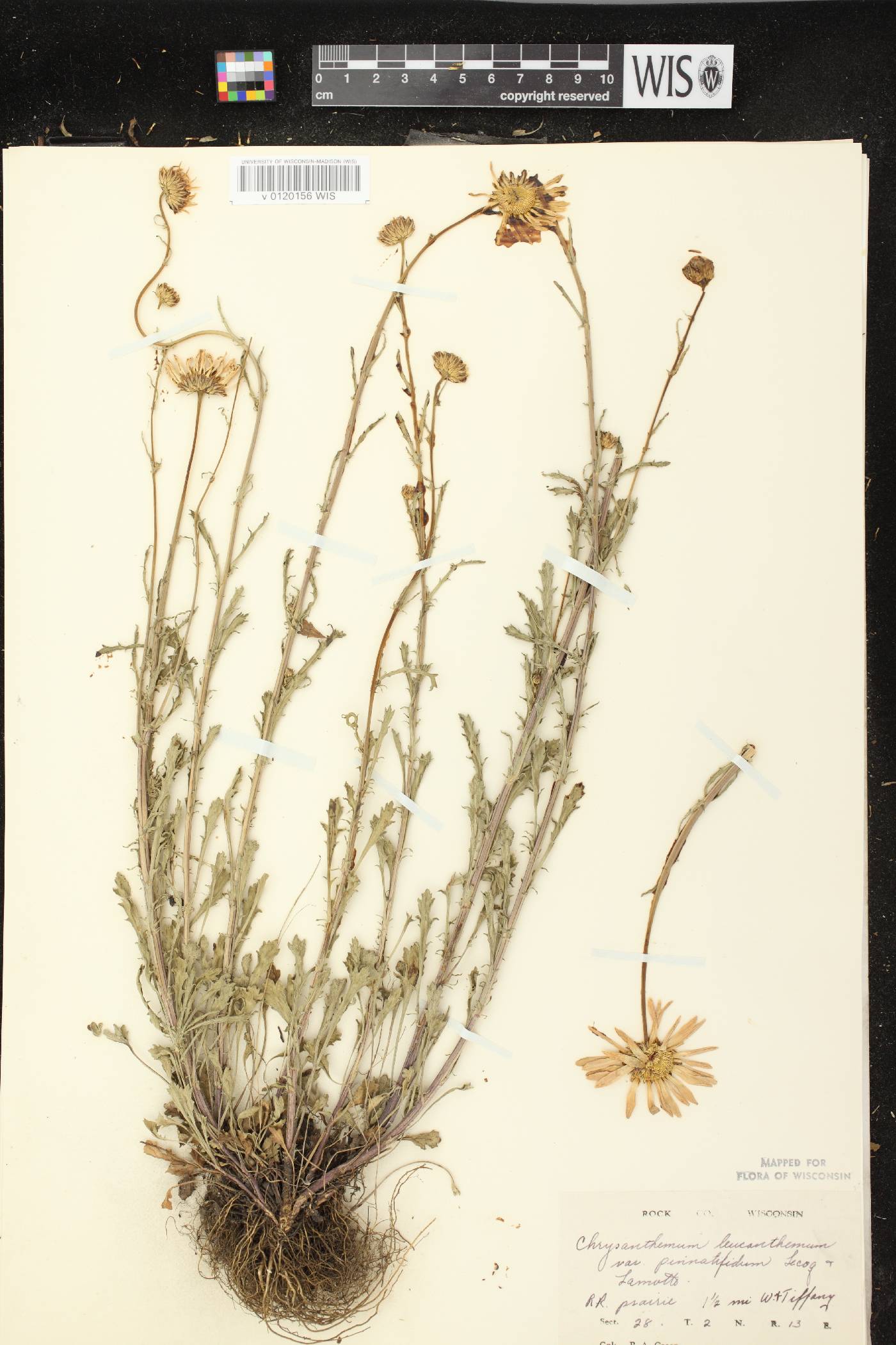 Leucanthemum vulgare image