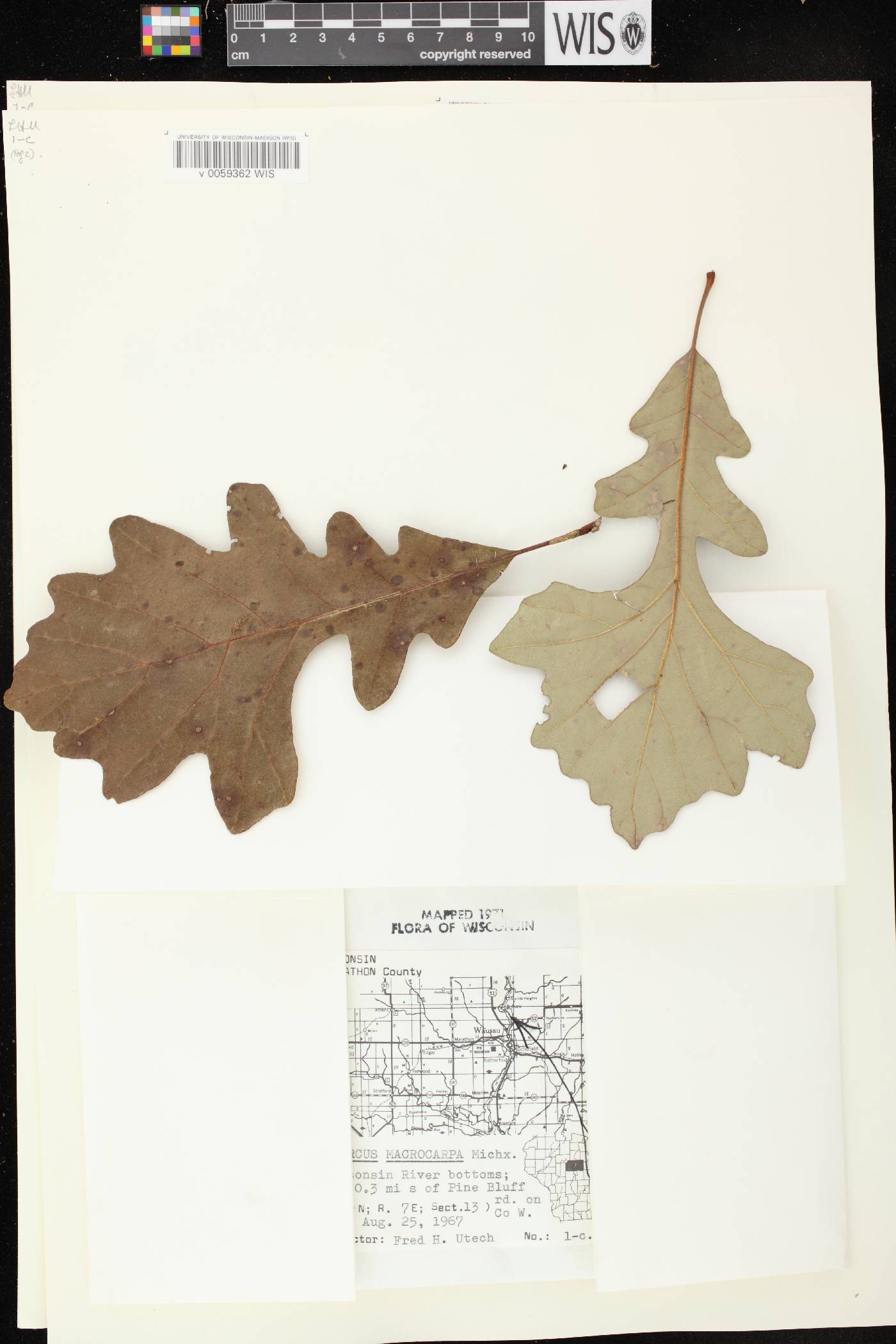 Quercus macrocarpa image