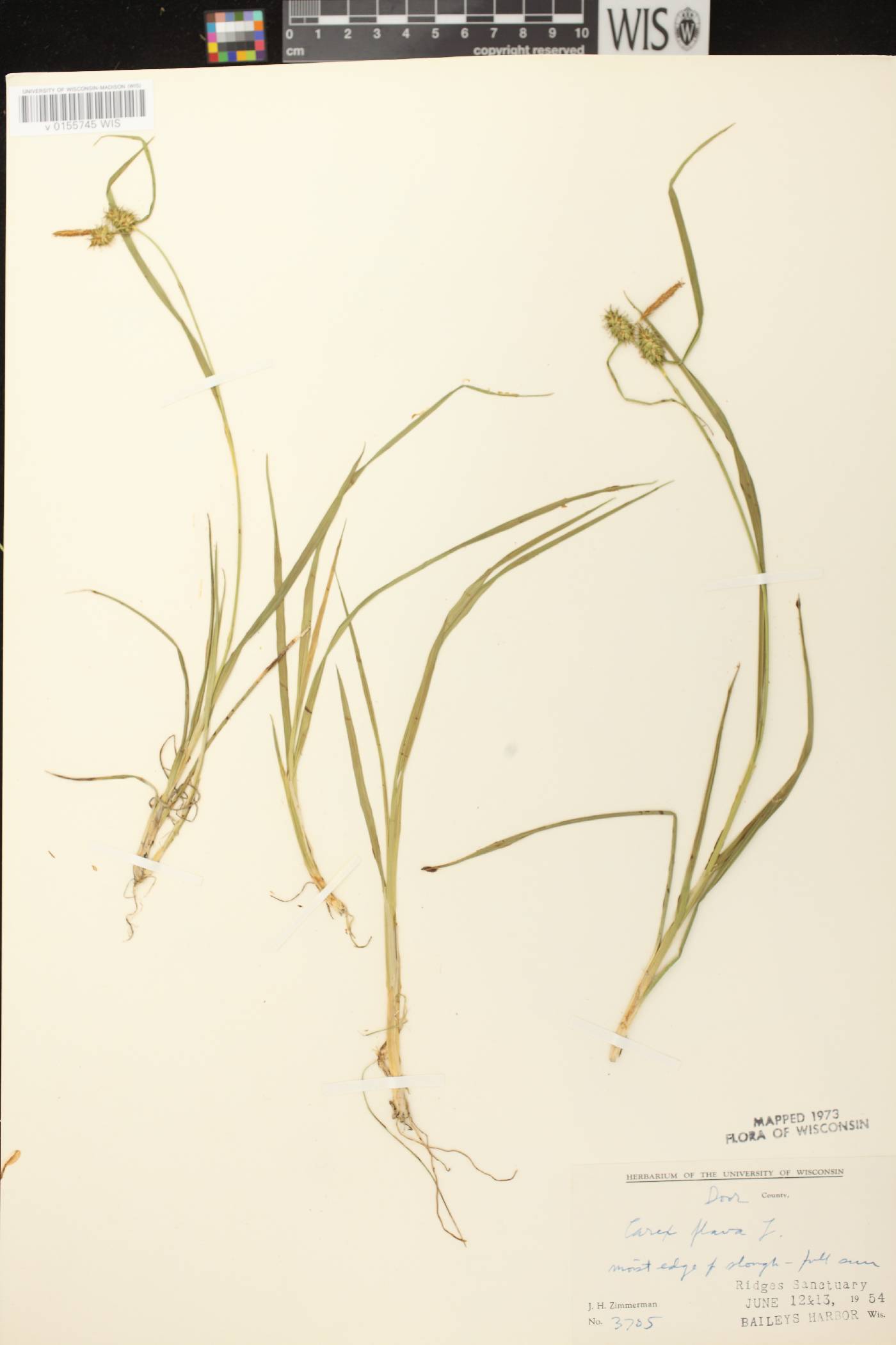Carex flava image