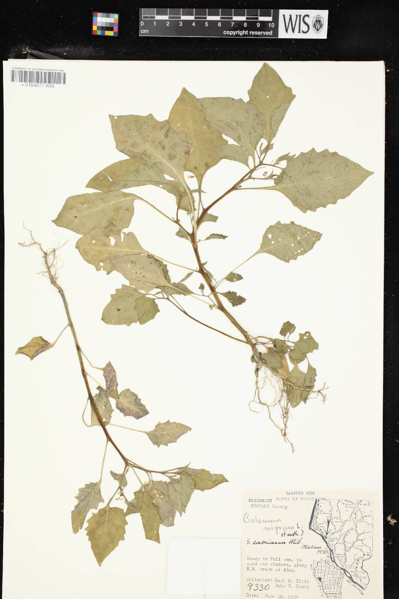 Solanum ptychanthum image