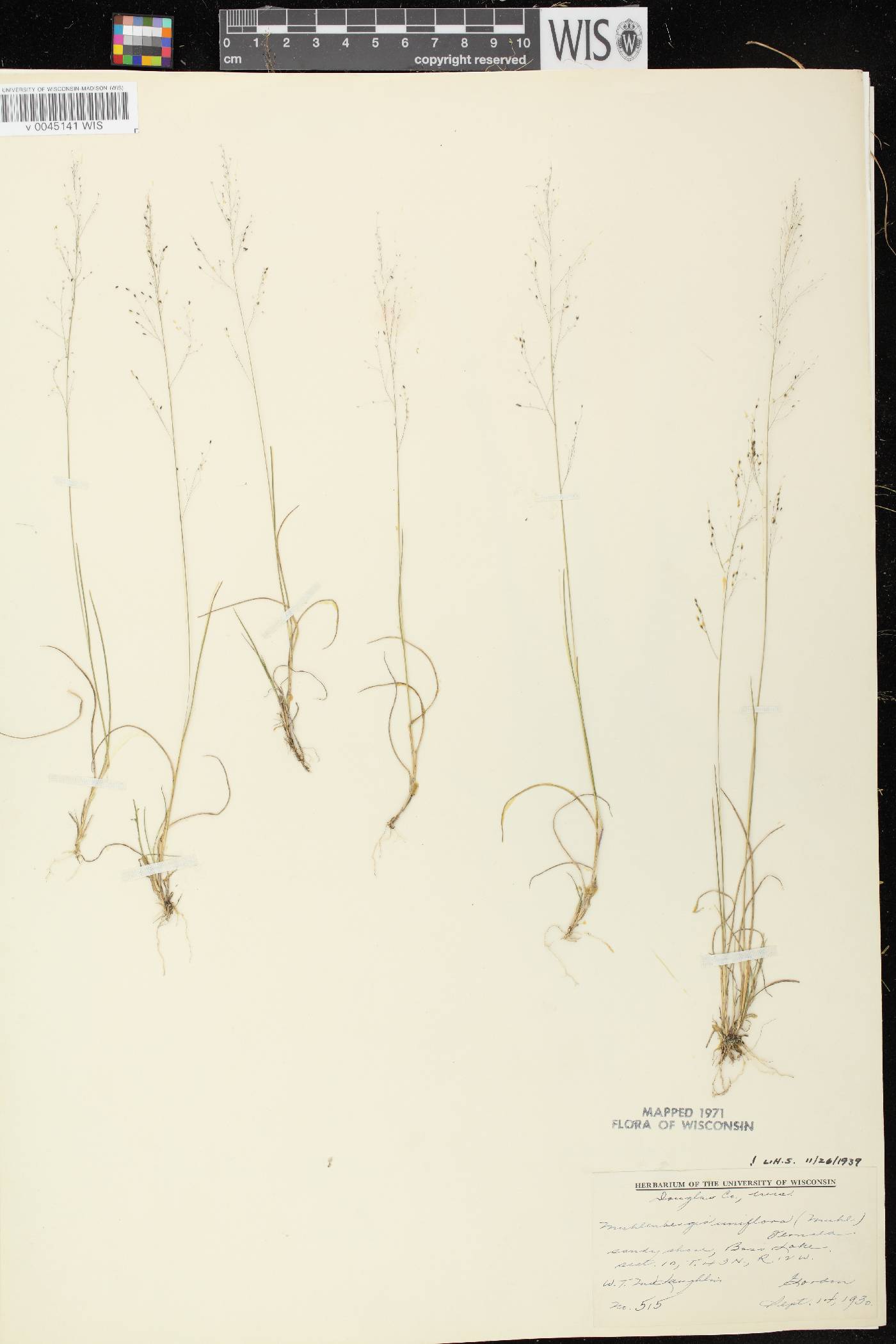 Muhlenbergia uniflora image