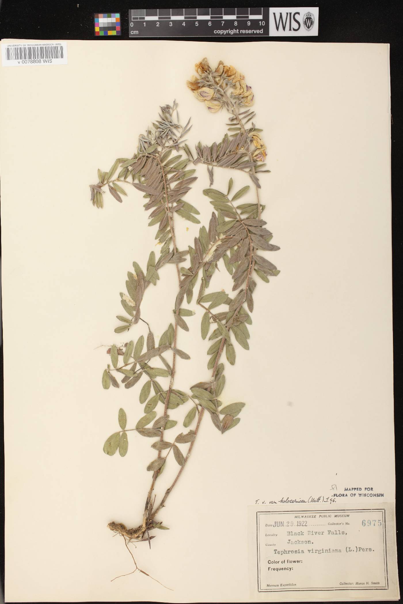 Tephrosia virginiana image
