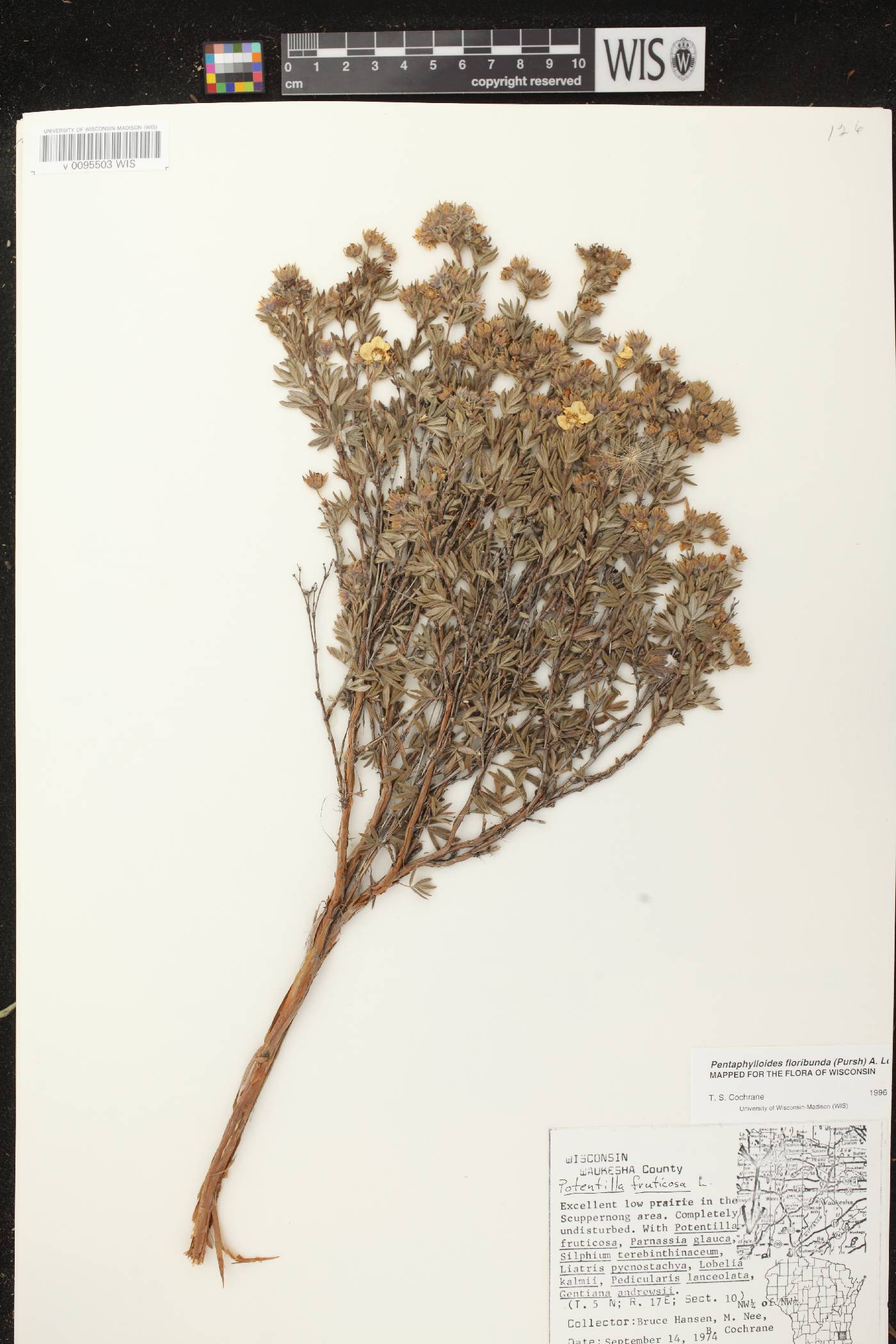 Dasiphora fruticosa image
