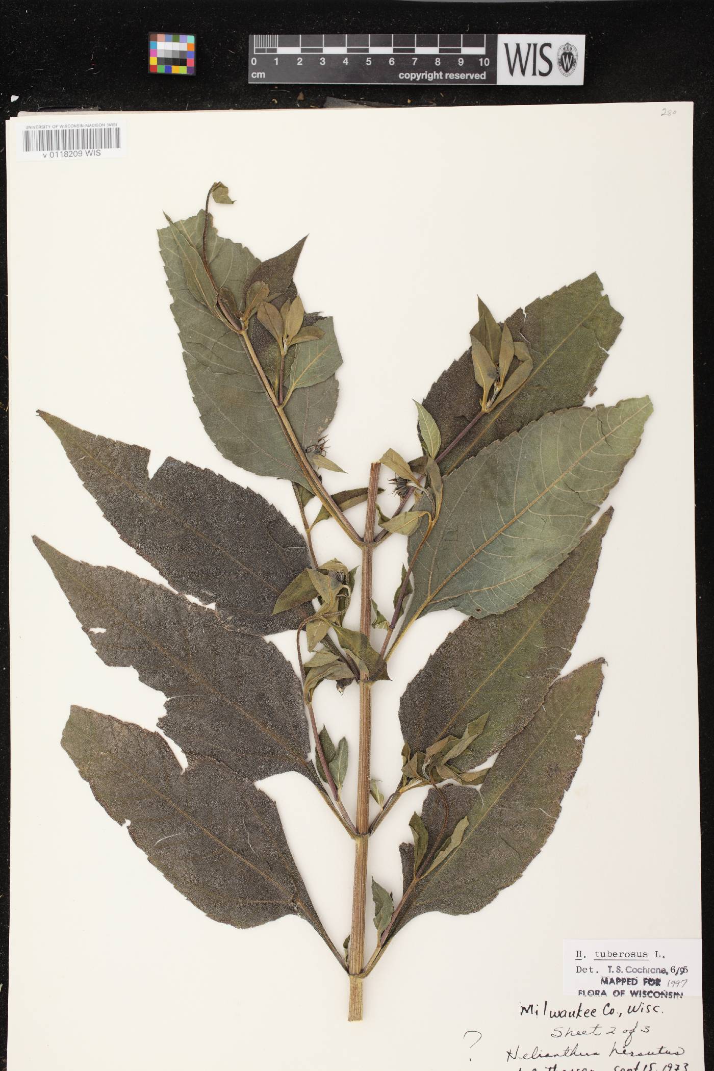 Helianthus tuberosus image