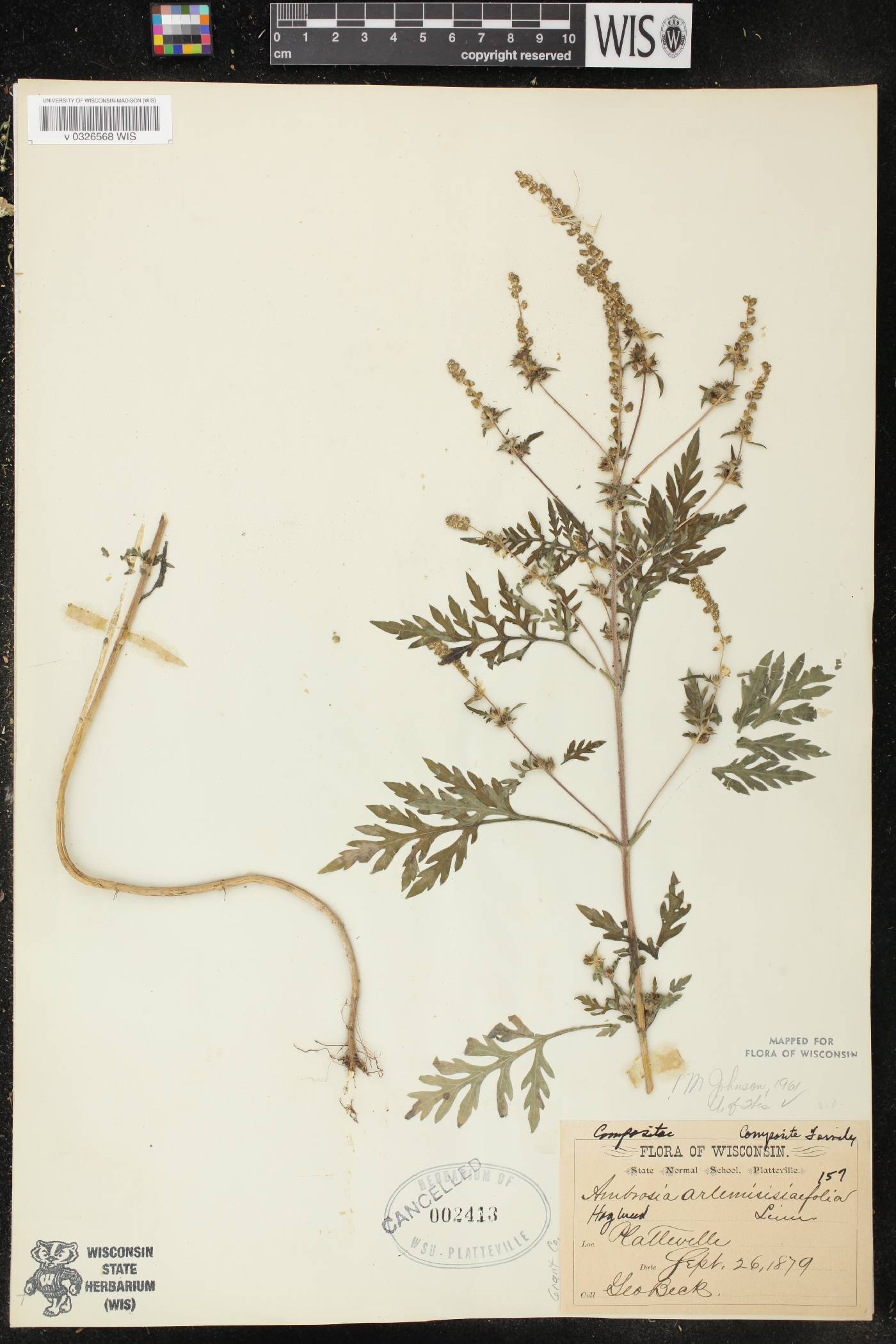 Ambrosia artemisiifolia image