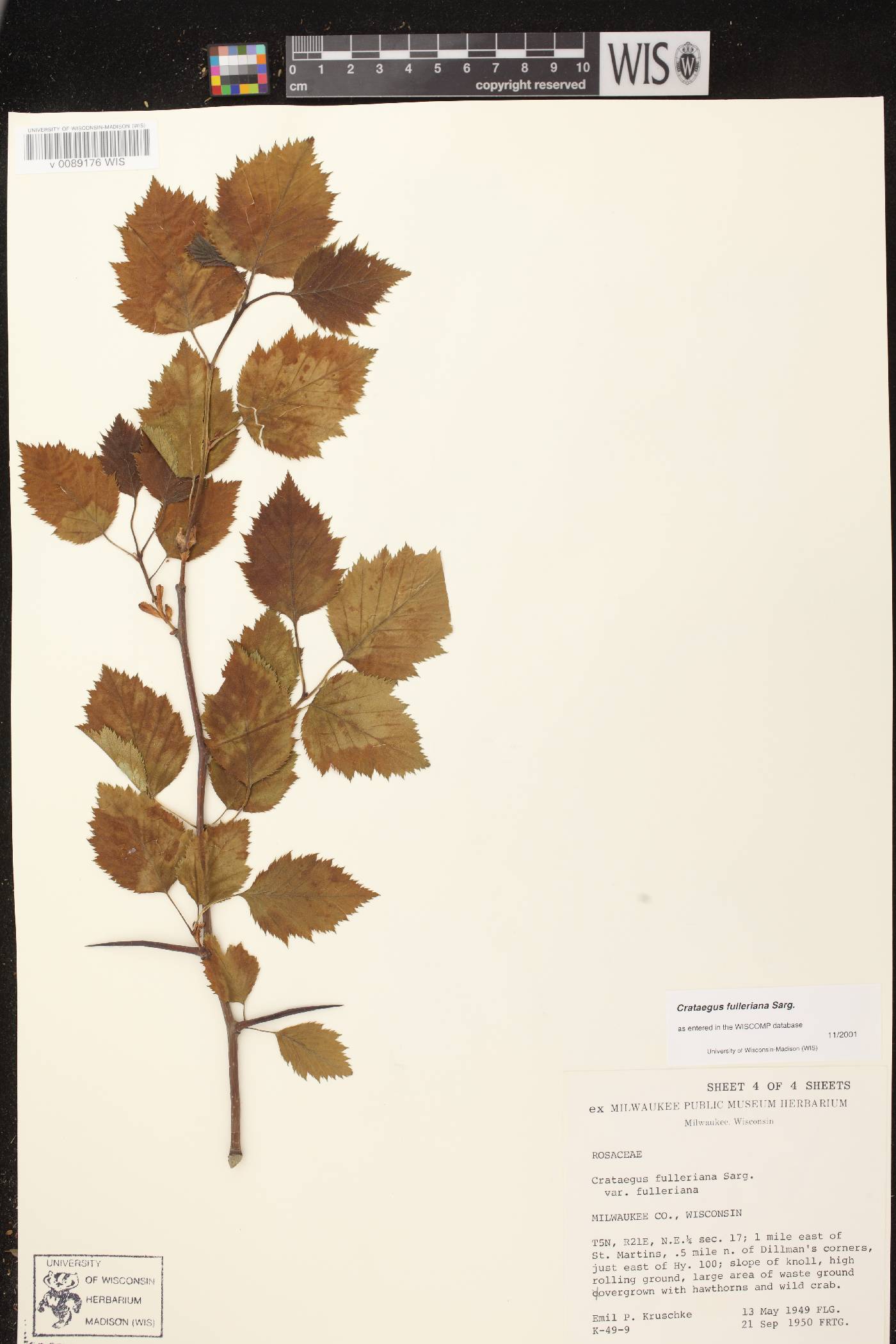 Crataegus coccinea var. fulleriana image