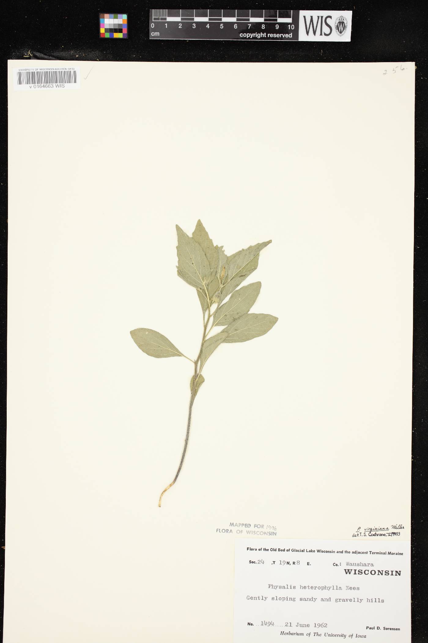 Physalis virginiana var. virginiana image