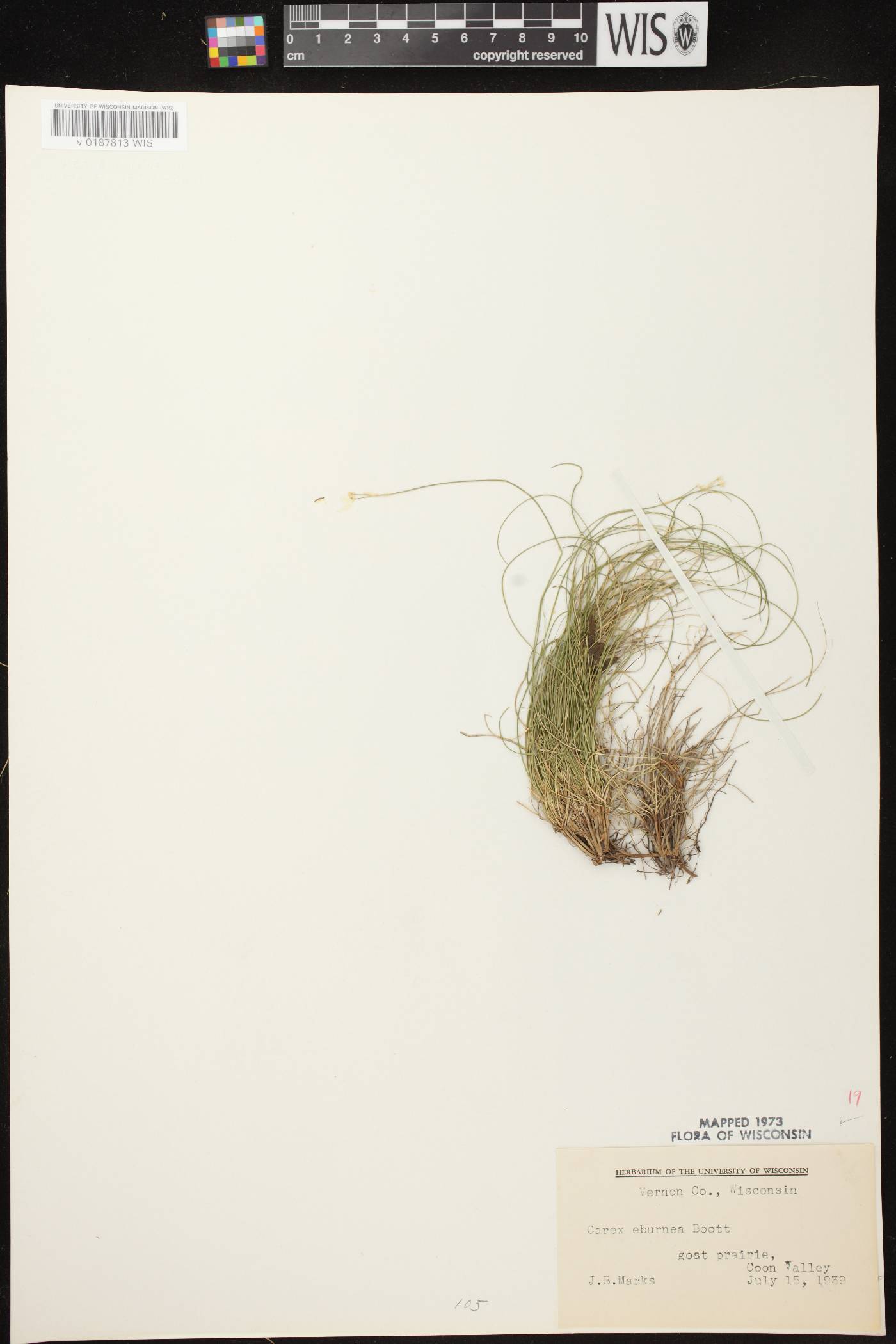 Carex eburnea image