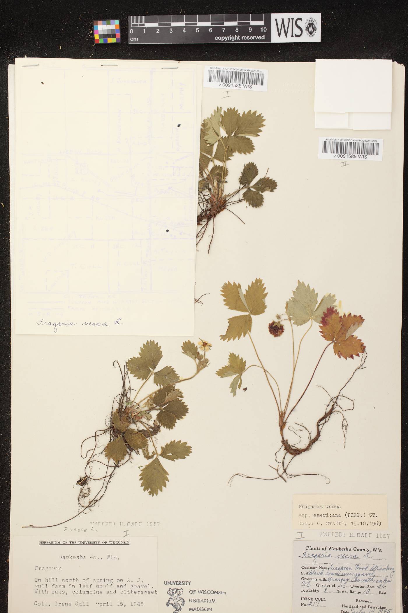 Fragaria vesca subsp. americana image