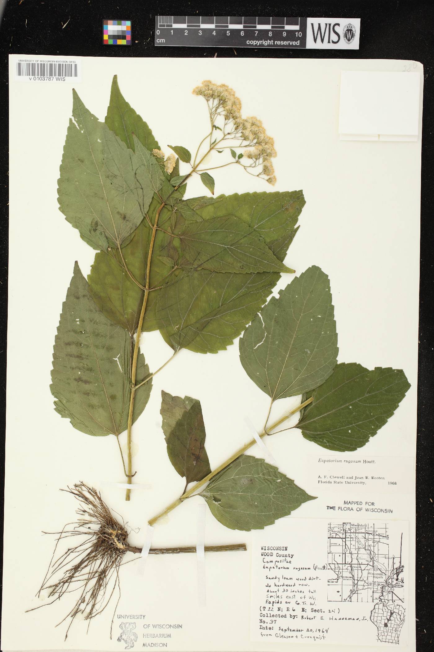 Ageratina altissima subsp. altissima image