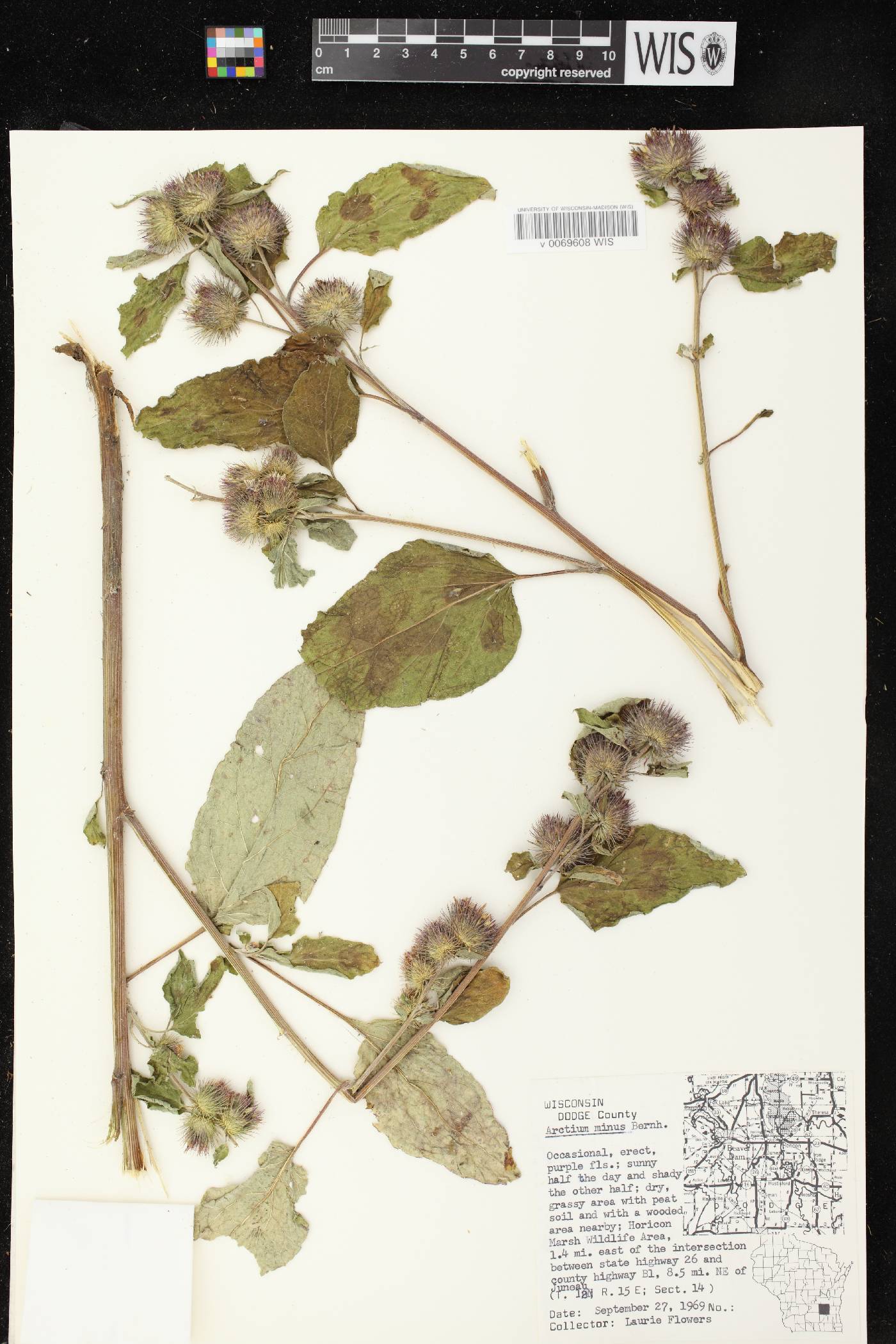 Arctium minus image