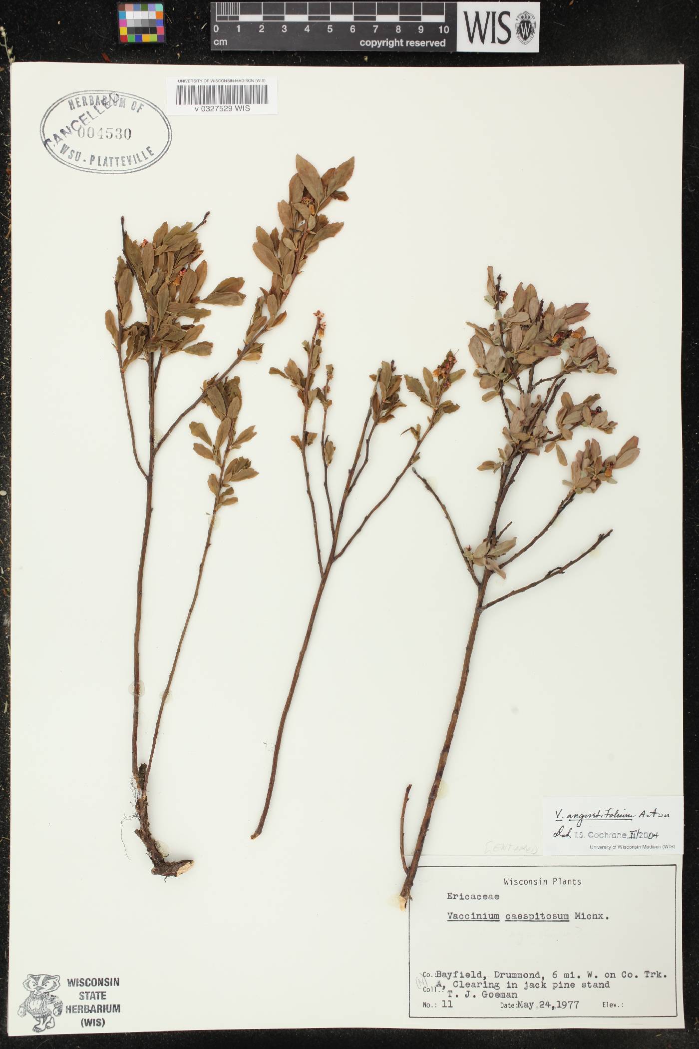 Vaccinium angustifolium image