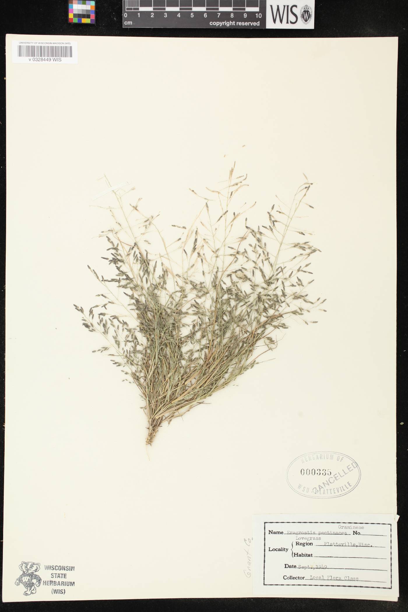 Eragrostis pectinacea var. pectinacea image