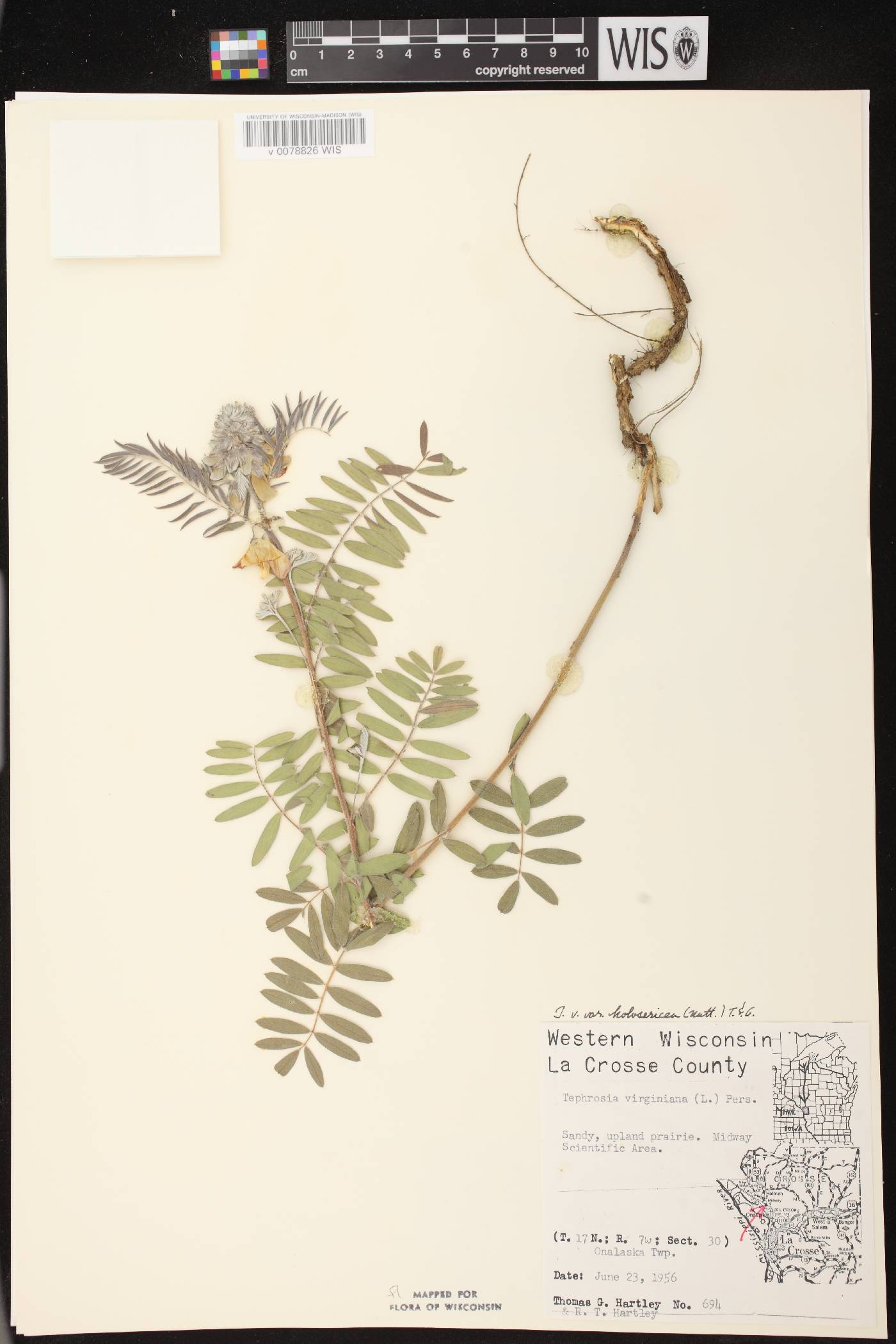 Tephrosia virginiana image