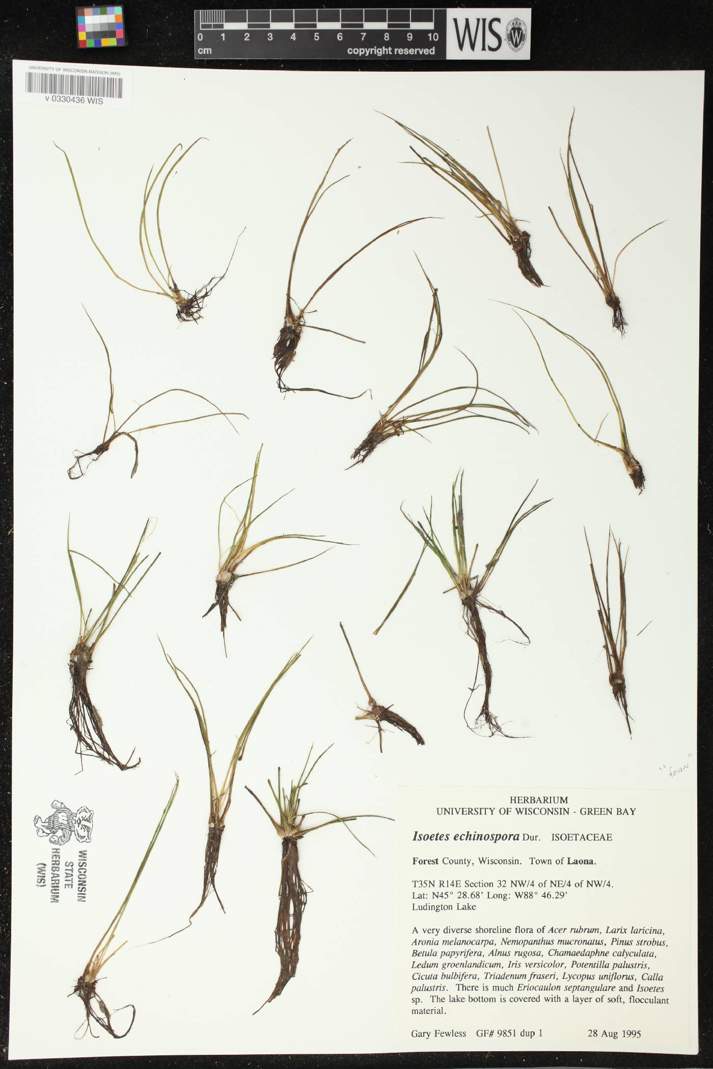 Isoëtes echinospora image