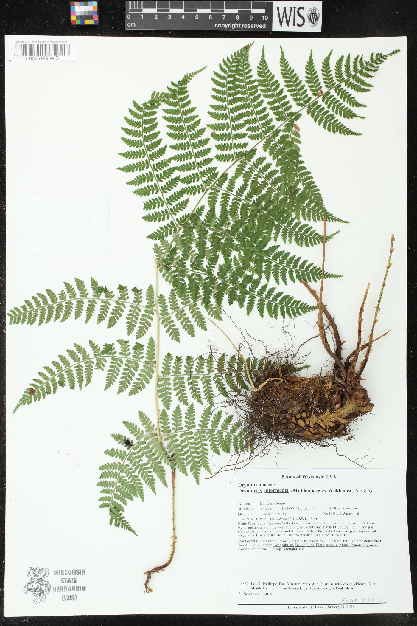 Dryopteris intermedia image