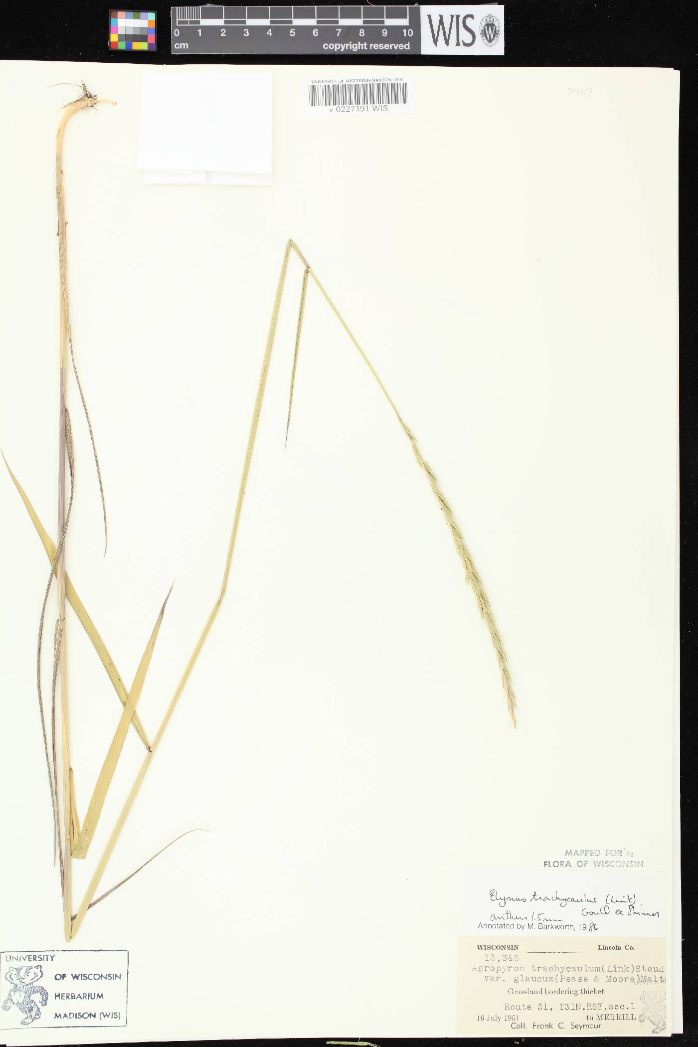 Elymus trachycaulus subsp. subsecundus image