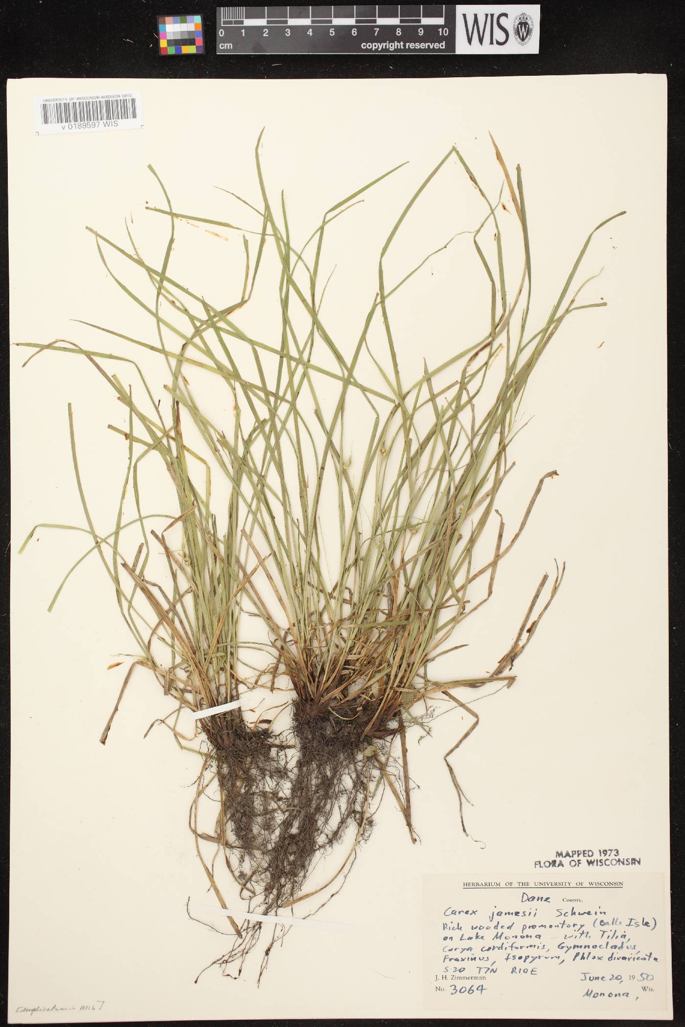 Carex jamesii image